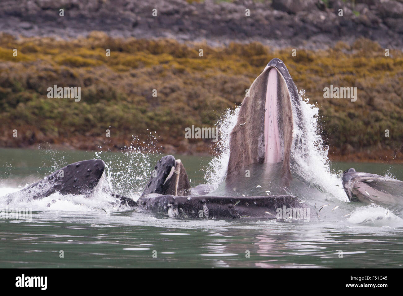 Les baleines à bosse bulle coopérative-net se nourrir dans les eaux de l'Alaska Banque D'Images