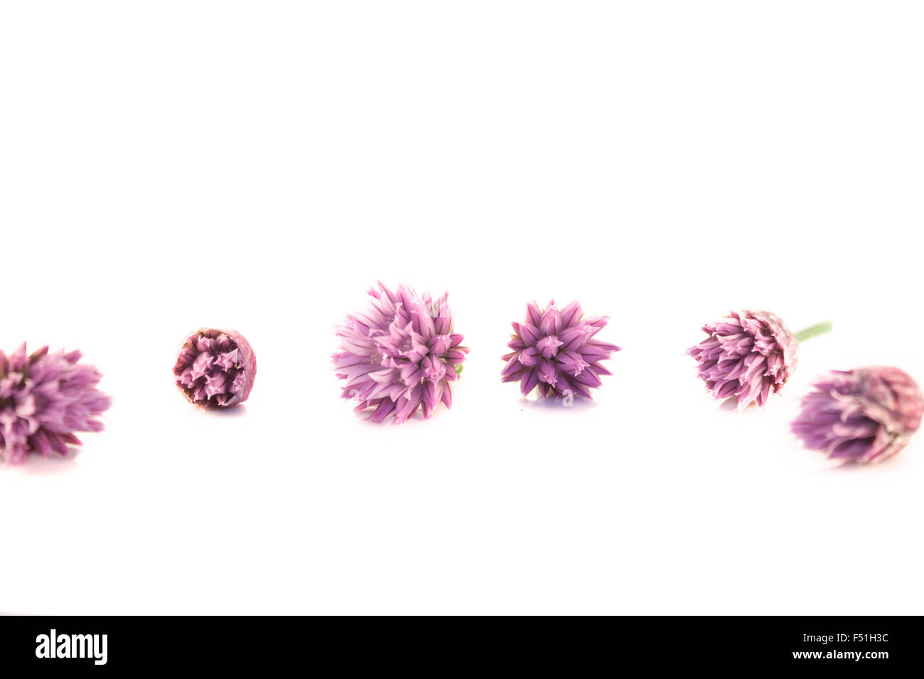 La ciboulette fleurs, Allium tuberosum, isolé sur fond blanc Banque D'Images