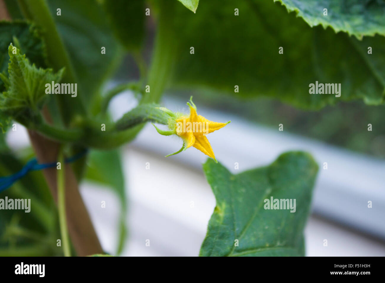 Seul un concombre jaune fleur, dans une serre Banque D'Images