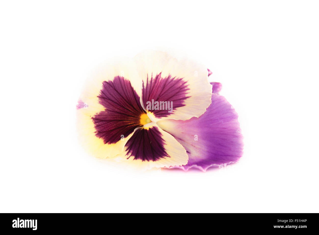 Viola sororia Viola, fleur, isolé sur fond blanc Banque D'Images