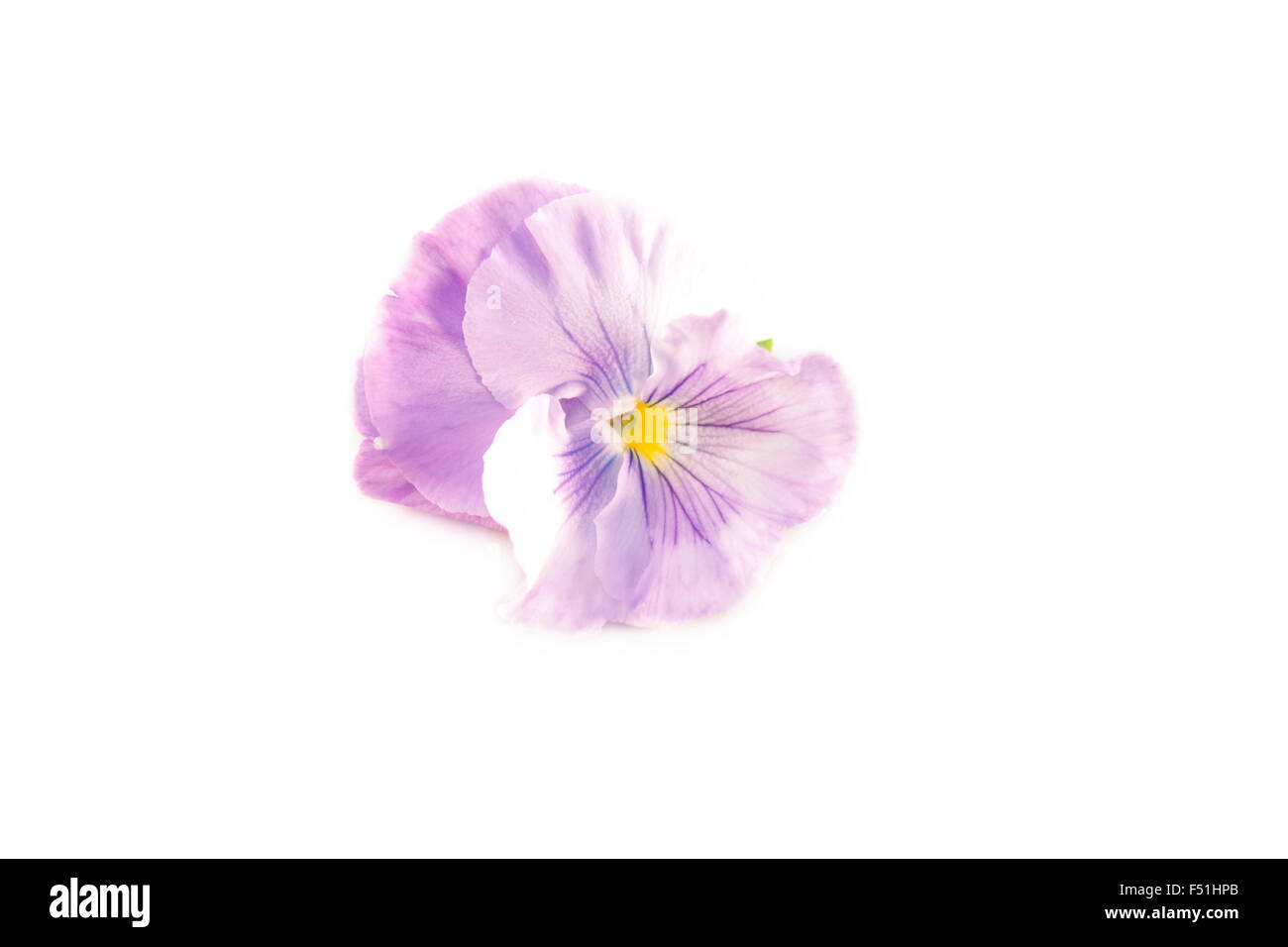 Viola sororia Viola lilas, fleur, isolé sur fond blanc Banque D'Images