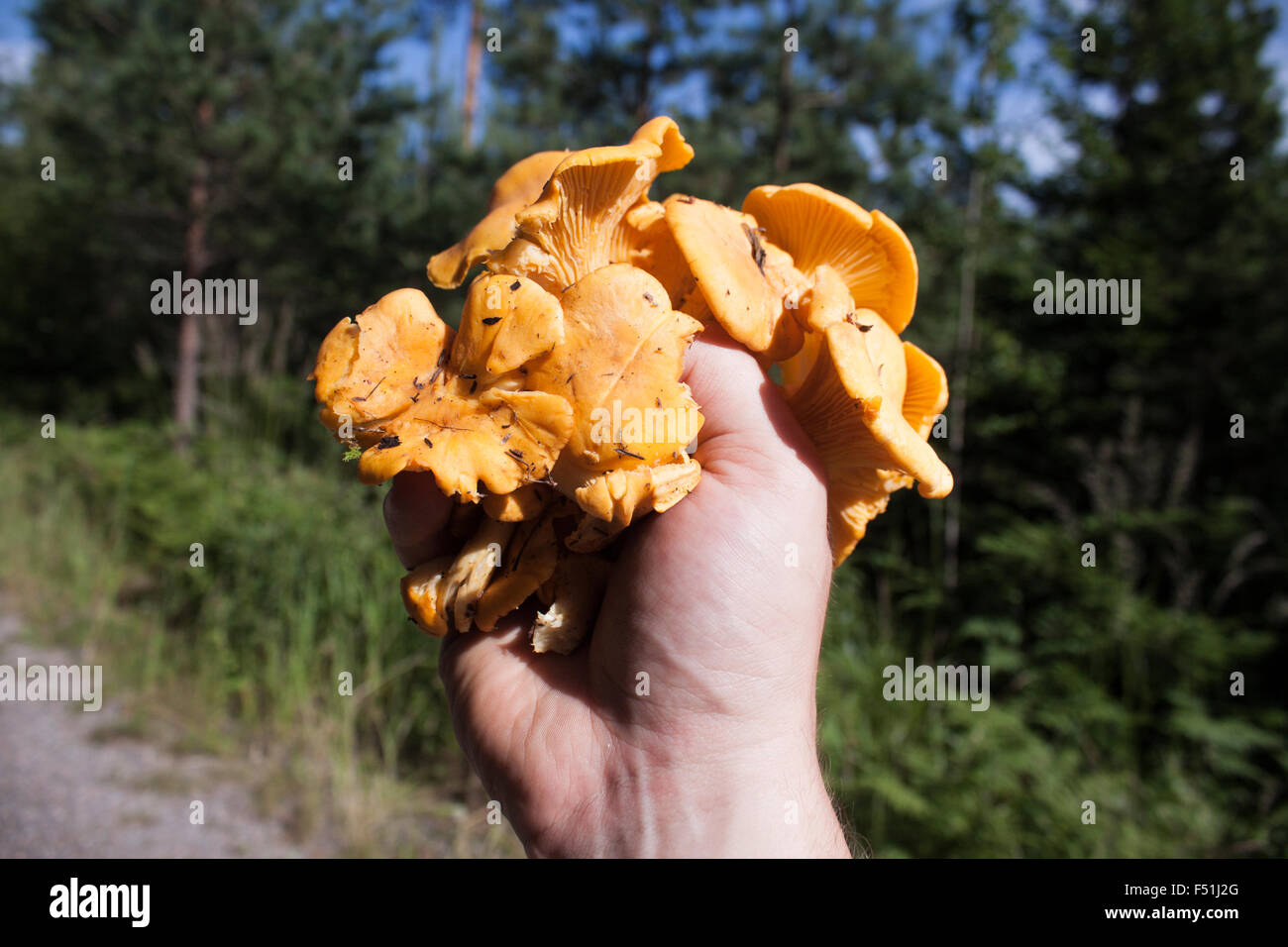 Une main pleine de chanterelles jaunes cantharellus, dans le forrest Banque D'Images