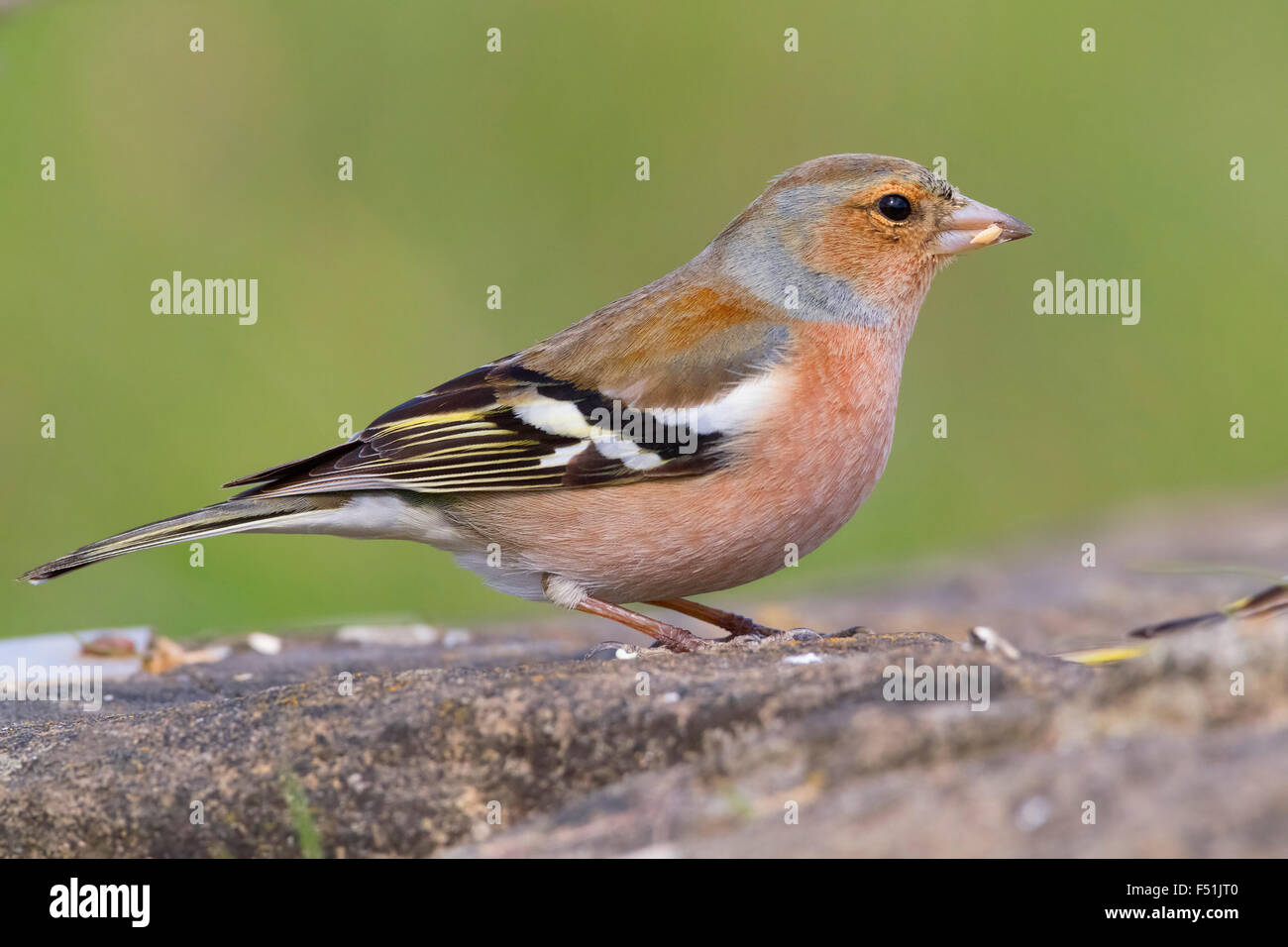 Common Chaffinch, mâle adulte se nourrit de graines, Campanie, Italie (Fringilla coelebs) Banque D'Images
