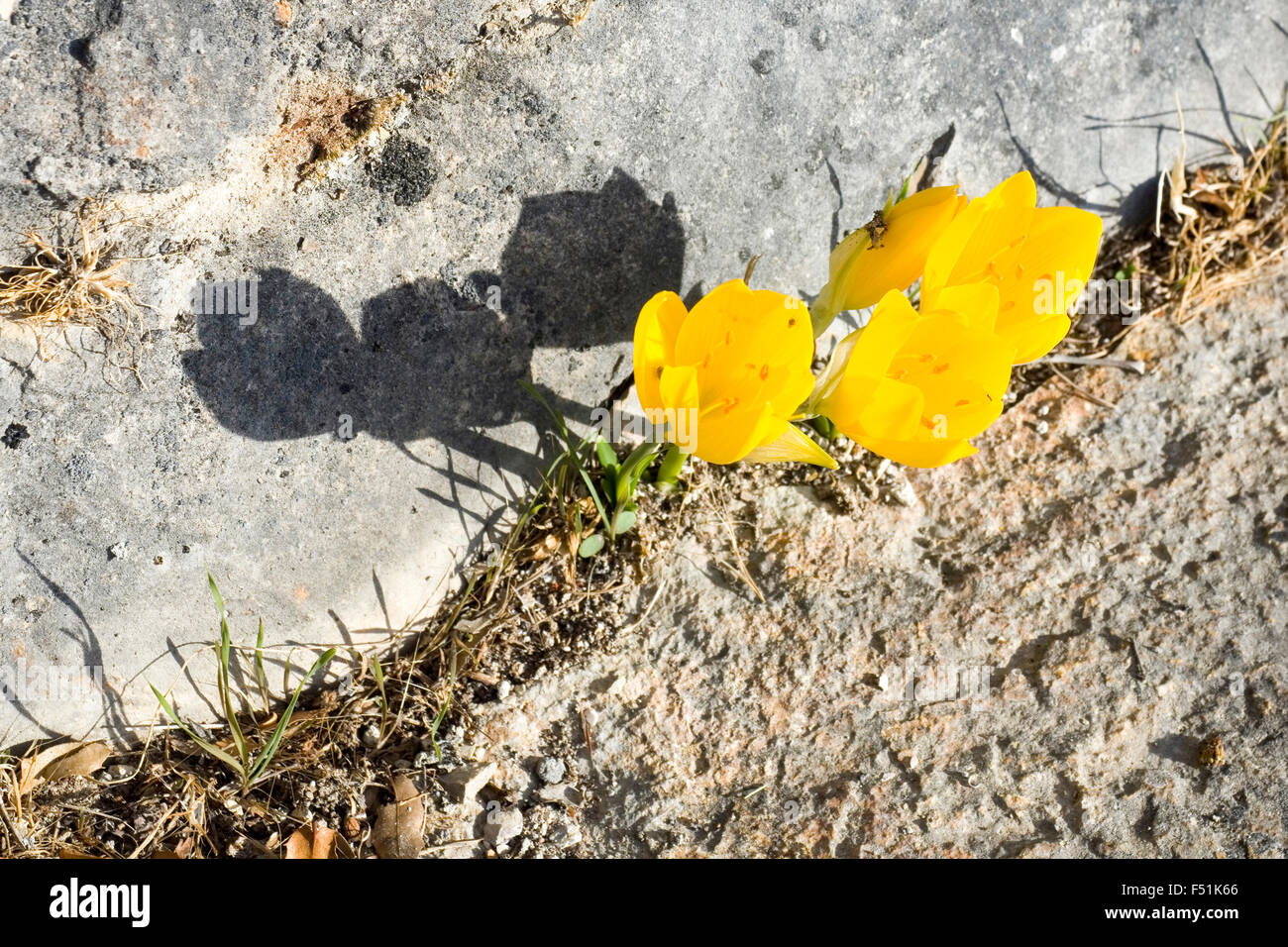 Fleurs jaunes de la Sternbergia lutea (automne, la jonquille La jonquille  de l'automne, le muguet, fleur d'hiver automne crocu Photo Stock - Alamy