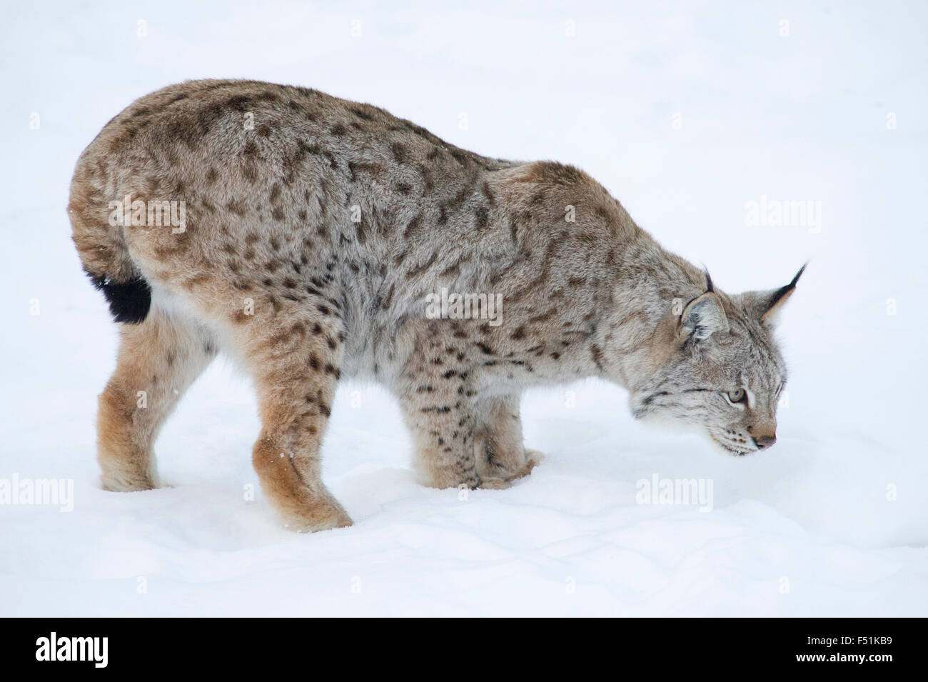 Un Lynx Boréal (Lynx lynx) sur la piste de l'alimentation dans la neige de l'hiver du nord de la Norvège Banque D'Images