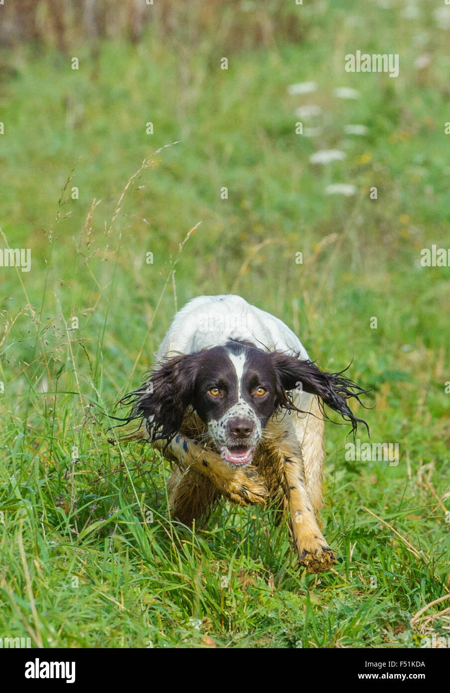 Un terrain boueux de jeunes anglais Springer Spaniel chien qui court dans un champ d'herbe Banque D'Images