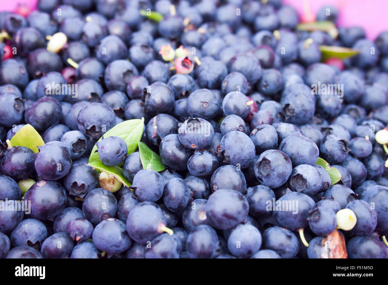 Un gros plan sur whortleberries,Vaccinium corymbosum, en face a pink bucket Banque D'Images