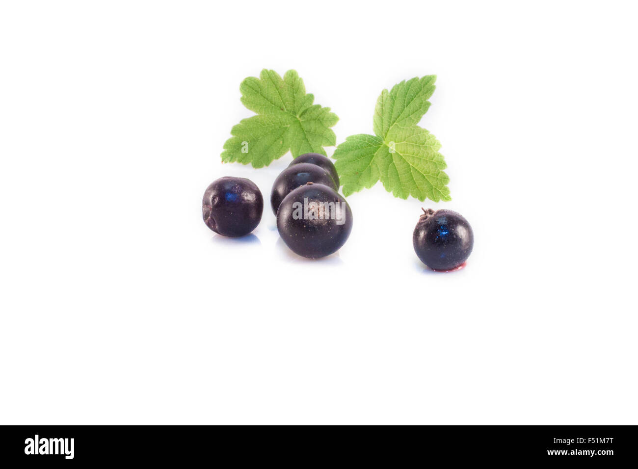 Ribes nigrum, cassis, isolé sur fond blanc Banque D'Images