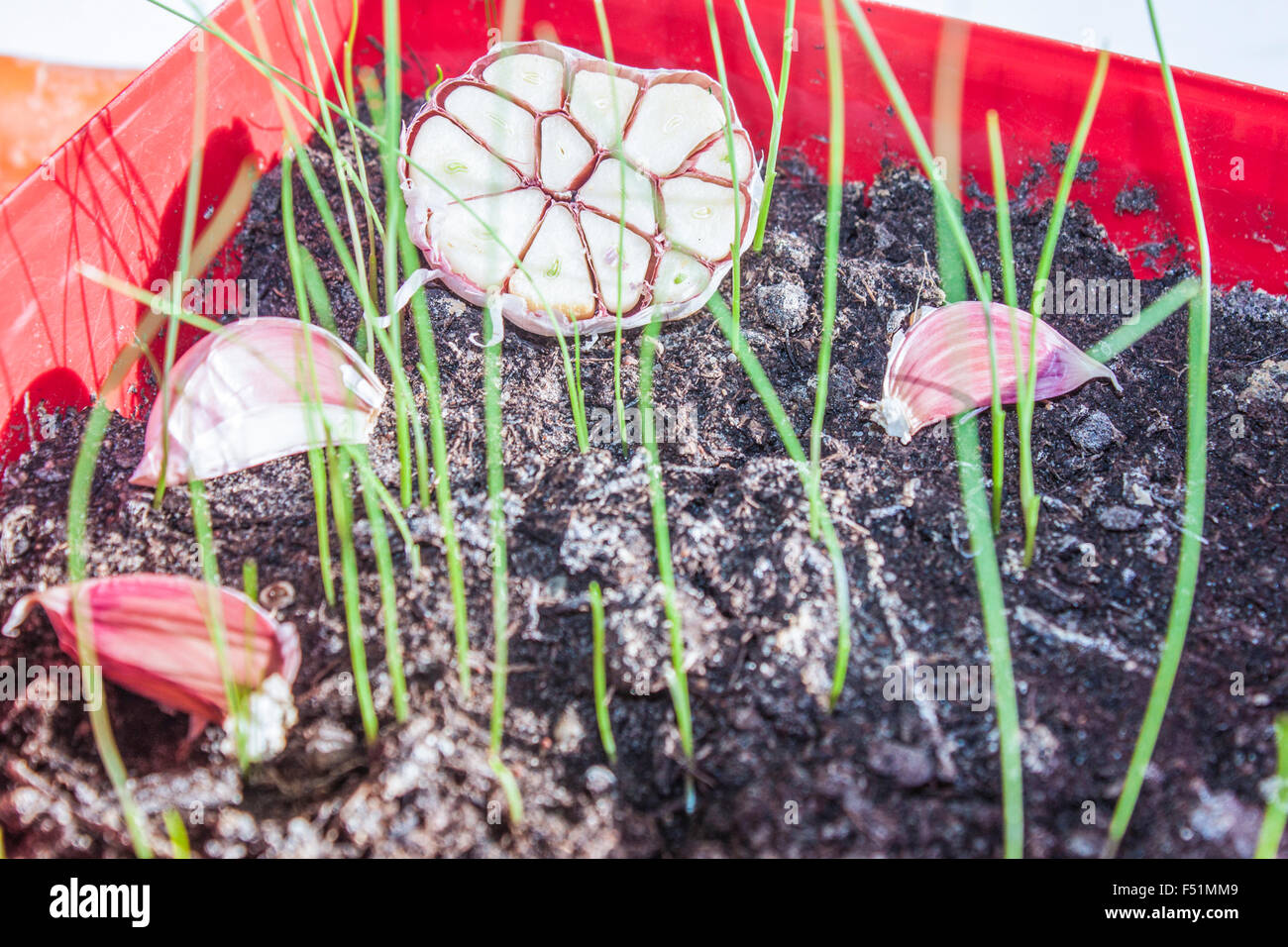 L'ail vert, pailles de plus en plus frais, la moisissure noire Banque D'Images