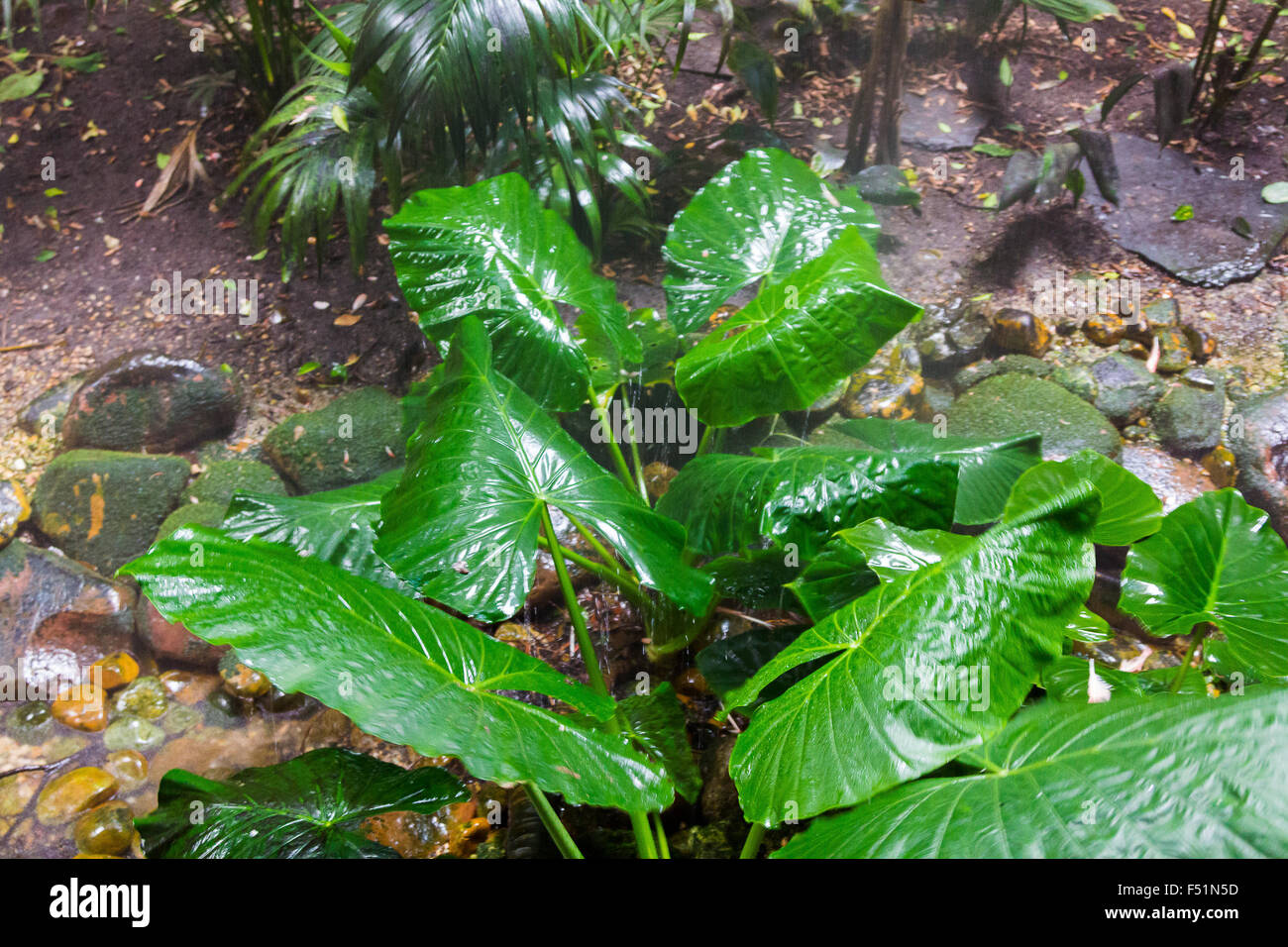Les feuilles de taro géant (Alocasia) Banque D'Images