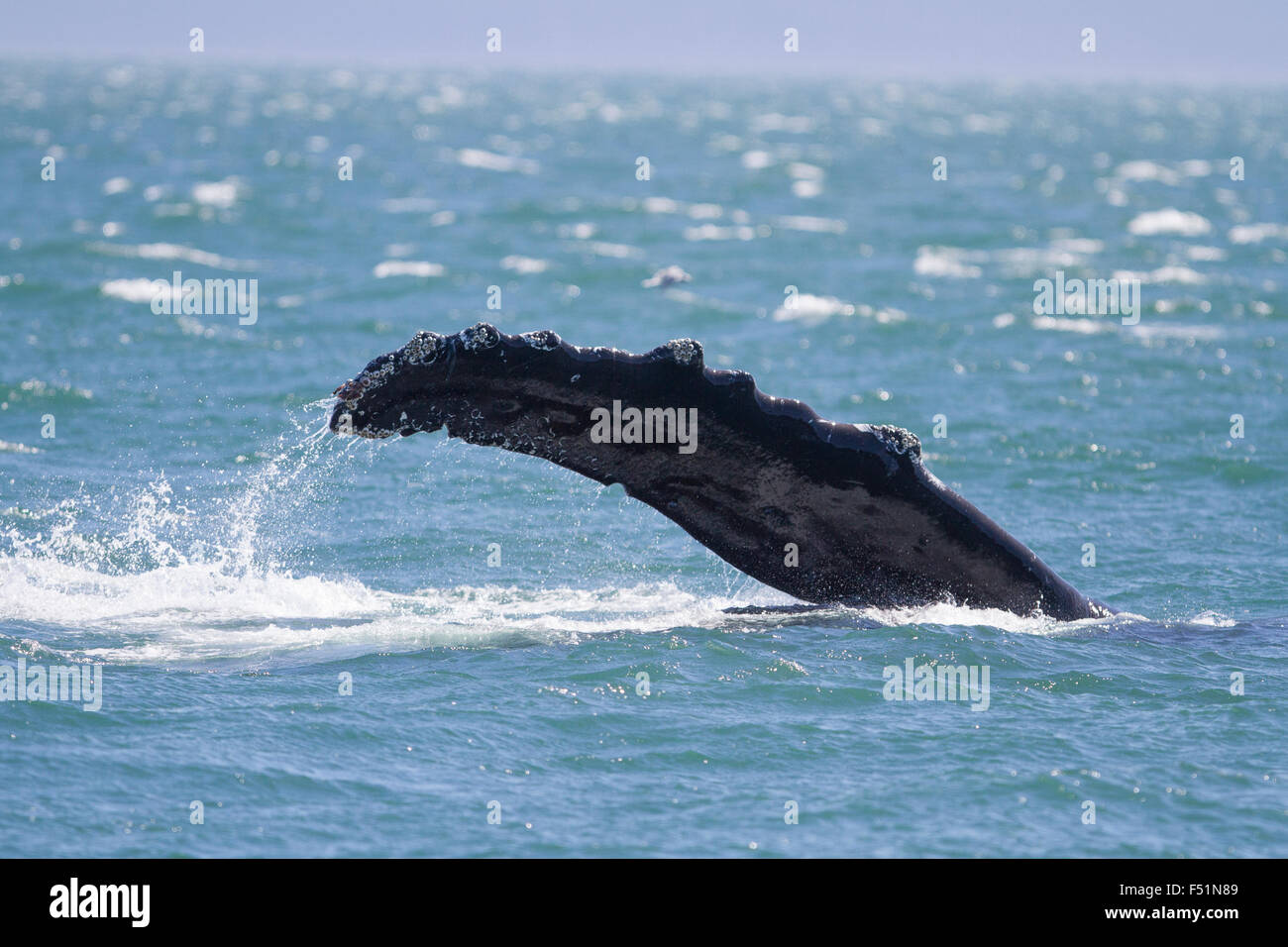Baleine à bosses pectorales-slapping dans les eaux de l'Alaska Banque D'Images
