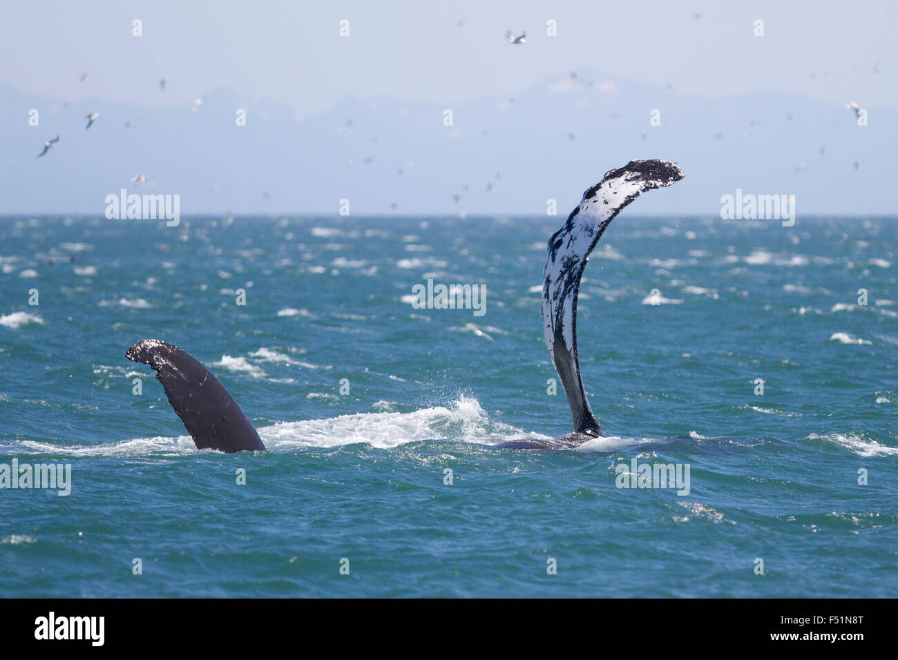 Baleine à bosses pectorales-slapping dans les eaux de l'Alaska Banque D'Images