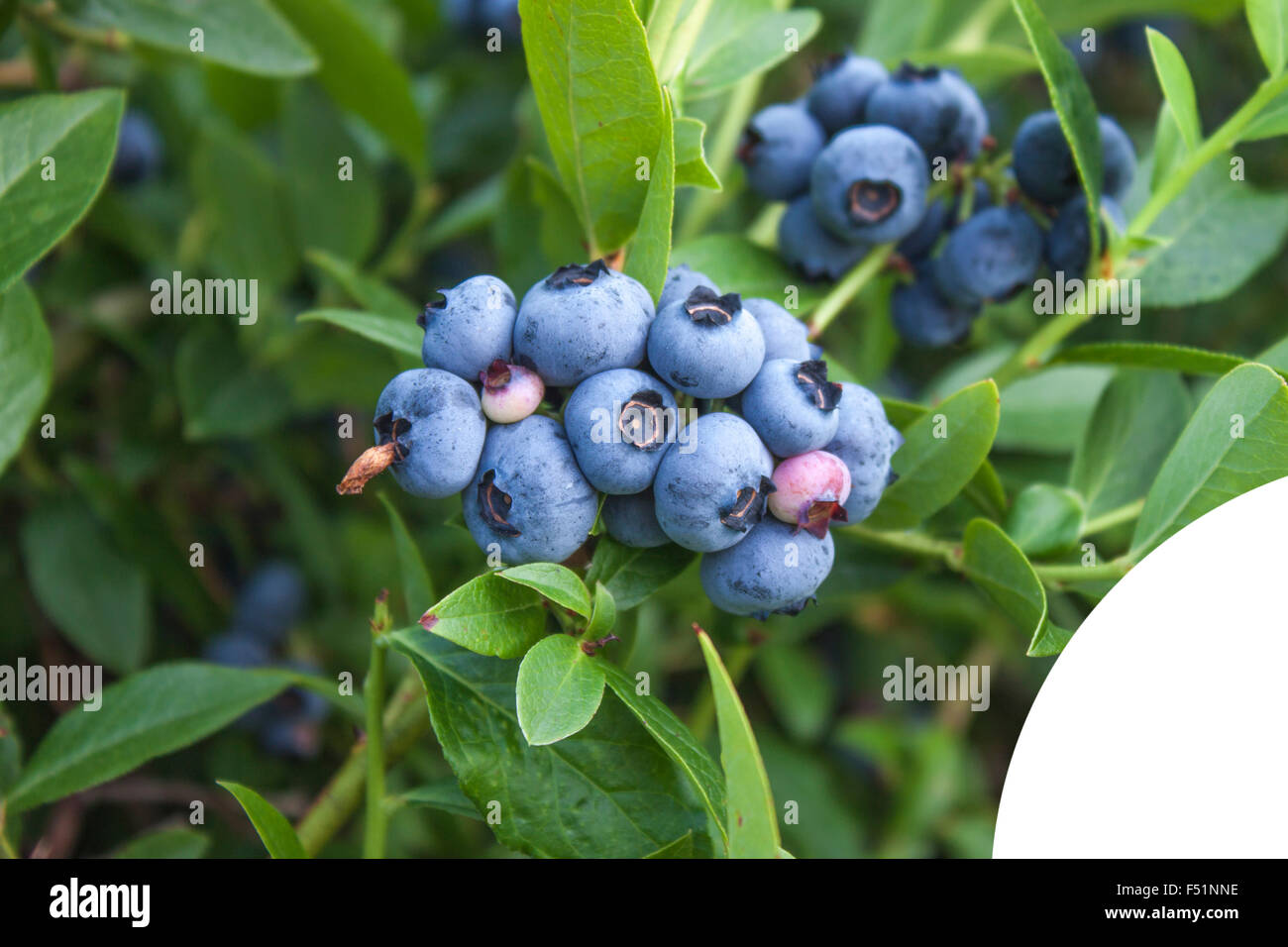 Bush d'une myrtille plein de Vaccinium corymbosum, whortleberries bleu Banque D'Images