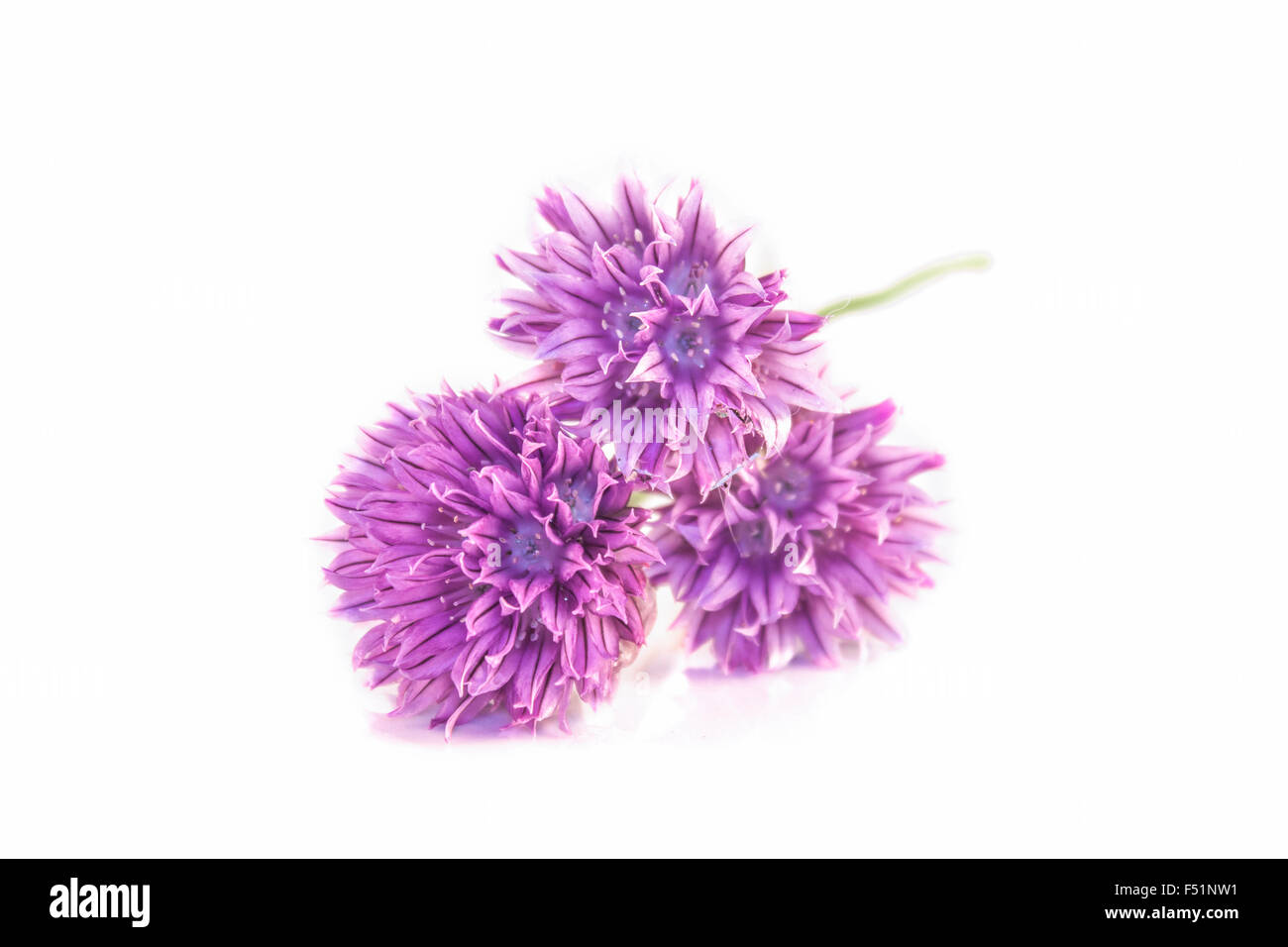 Fleurs lilas, ciboulette Allium tuberosum, isolé sur fond blanc Banque D'Images