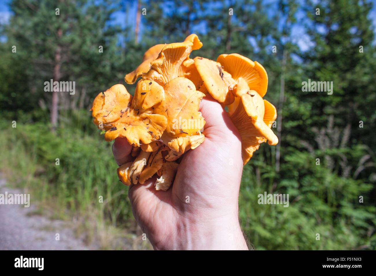 Une main pleine de chanterelles jaunes cantharellus, dans le forrest Banque D'Images