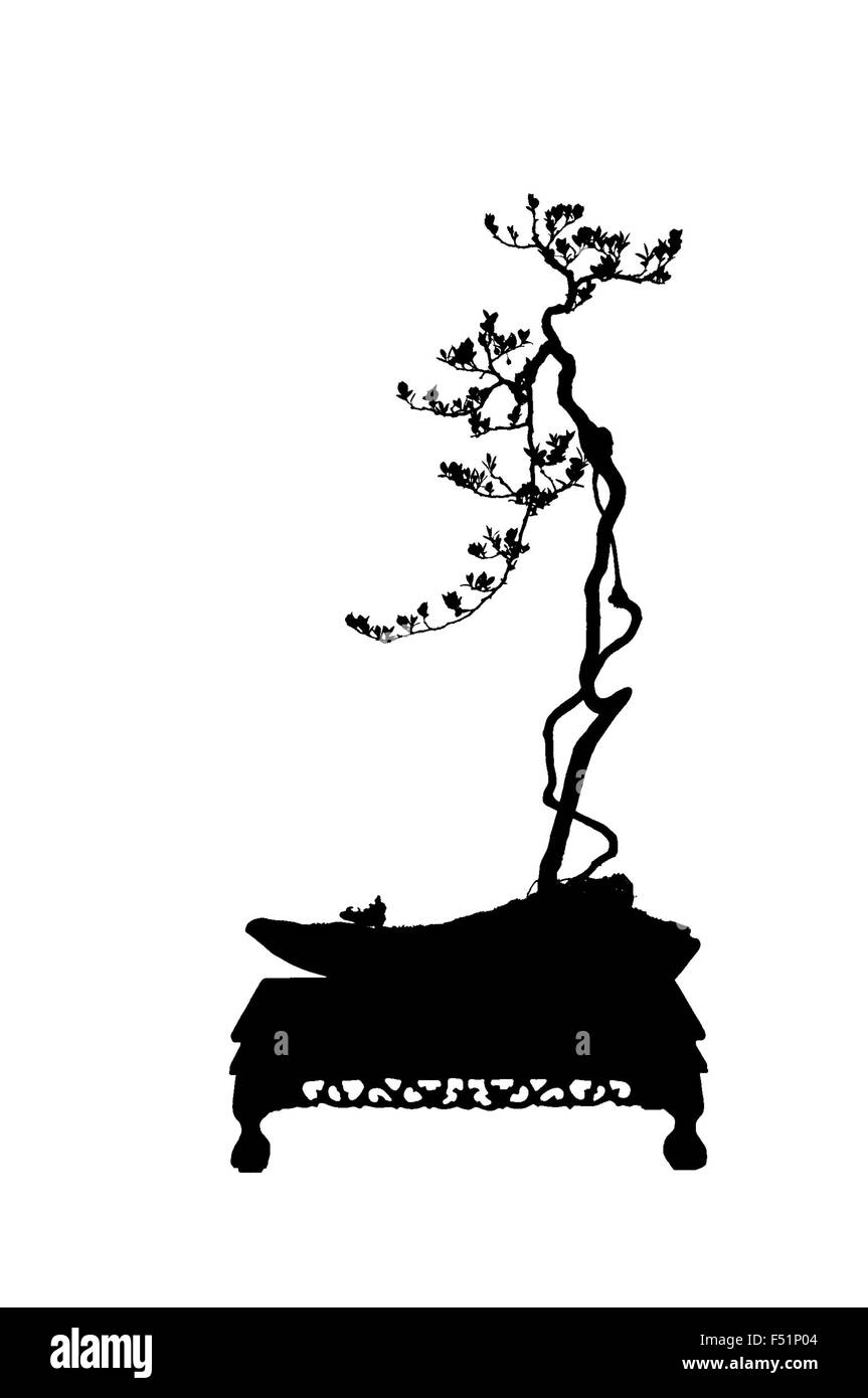 Un petit bonsaï dans un pot en céramique. Isolé sur un fond blanc. Banque D'Images