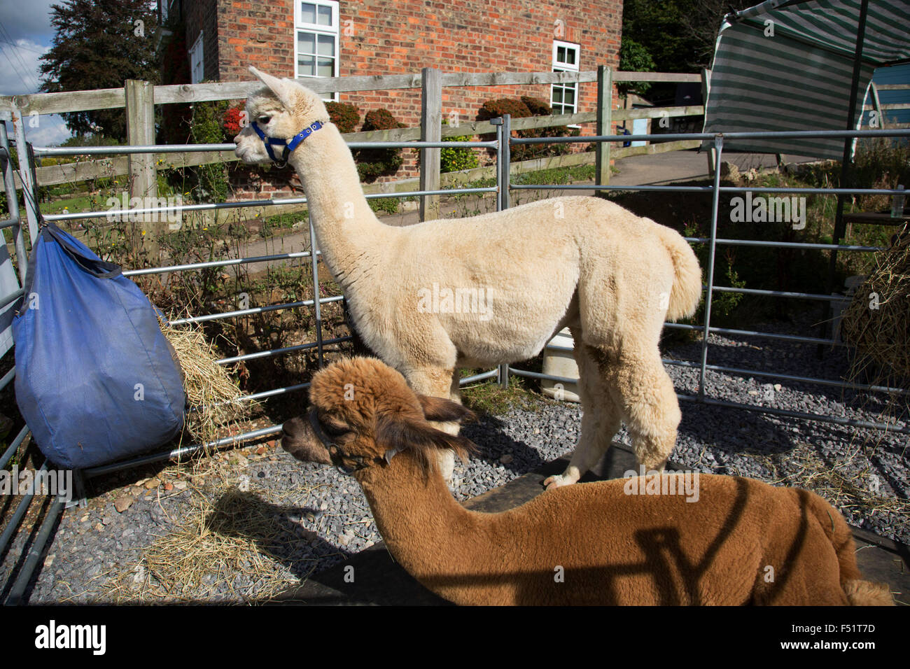 Les alpagas dans un petit stylo pour promouvoir l'Alpaca wool products d'un producteur local. Marché du dimanche de la communauté locale dans le village de Husthwaite, North Yorkshire, Angleterre, Royaume-Uni. Plus de 20 étals avec un mélange de vieux favoris et de nouveaux produits fabriqués localement lelling stalles. Banque D'Images