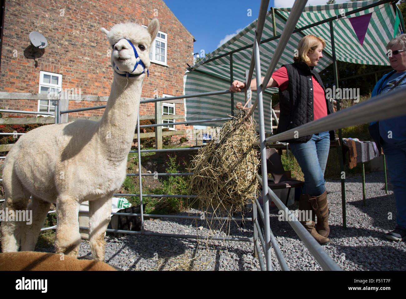 Les alpagas dans un petit stylo pour promouvoir l'Alpaca wool products d'un producteur local. Marché du dimanche de la communauté locale dans le village de Husthwaite, North Yorkshire, Angleterre, Royaume-Uni. Plus de 20 étals avec un mélange de vieux favoris et de nouveaux produits fabriqués localement lelling stalles. Banque D'Images