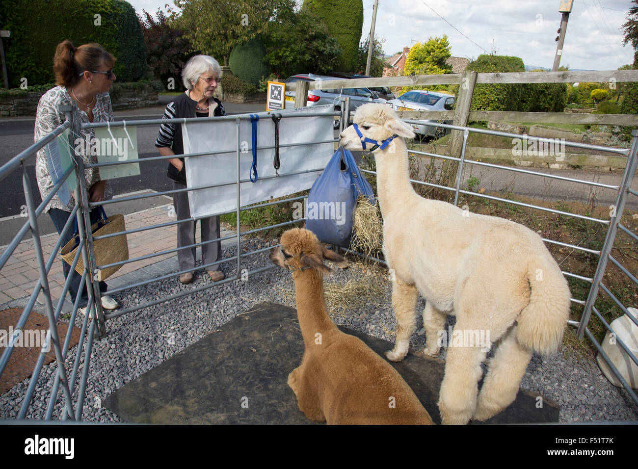 Les alpagas dans un petit stylo pour promouvoir l'Alpaca wool products d'un producteur local. Marché du dimanche de la communauté locale dans le village de Husthwaite, North Yorkshire, Angleterre, Royaume-Uni. Plus de 20 étals avec un mélange de vieux favoris et de nouveaux produits fabriqués localement lelling stalles. Banque D'Images
