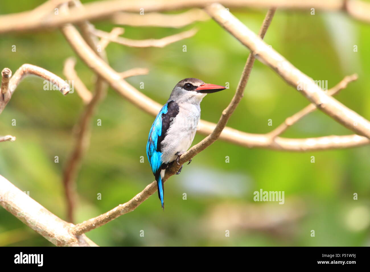 Woodland Kingfisher (Halcyon senegalensis) au Ghana Banque D'Images