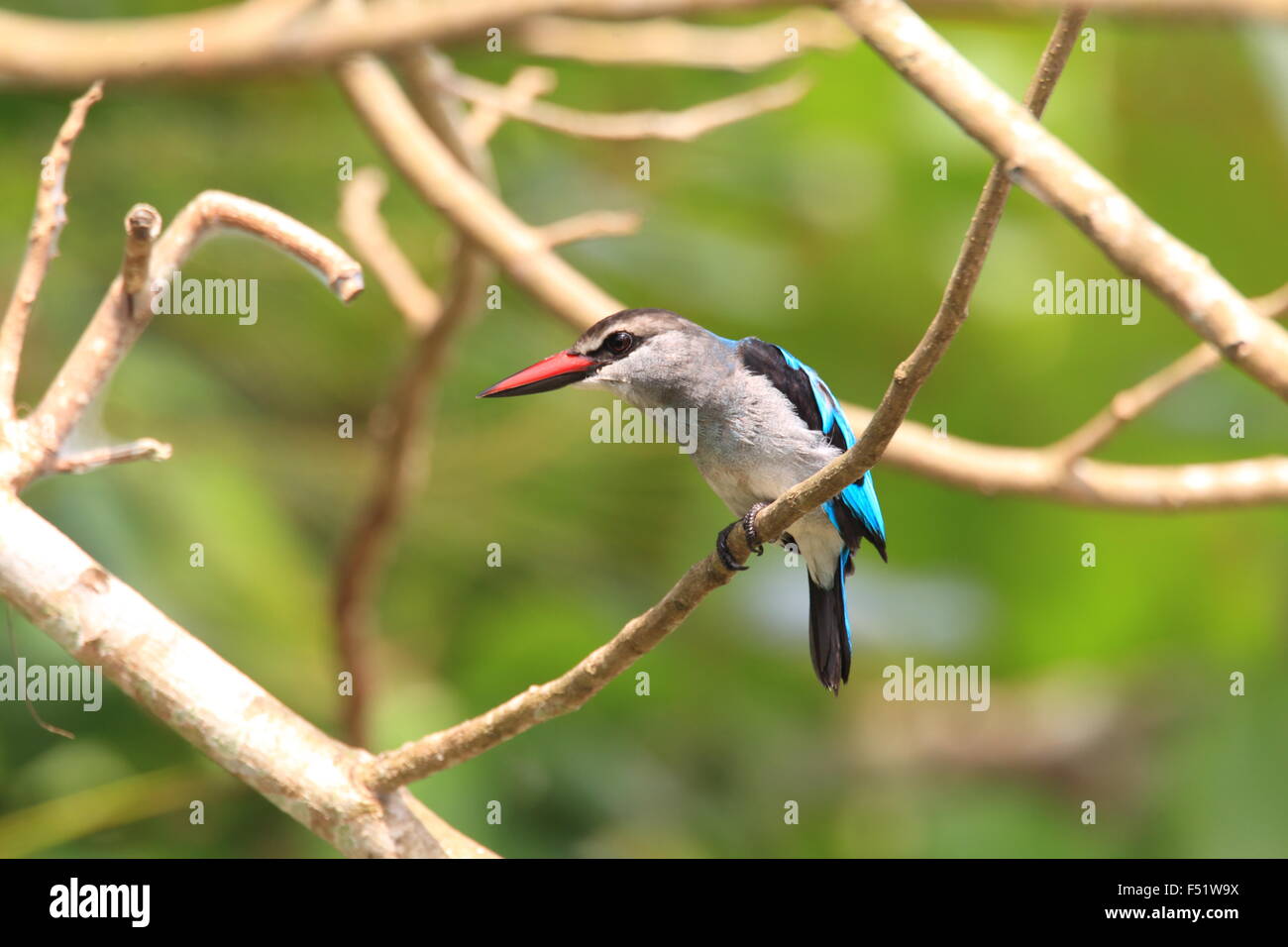 Woodland Kingfisher (Halcyon senegalensis) au Ghana Banque D'Images