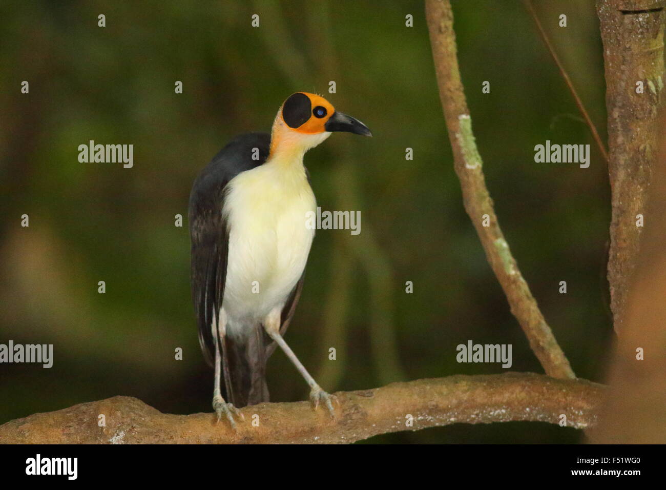 À tête jaune (Picathartes Picathartes gymnocephalus) au Ghana Banque D'Images