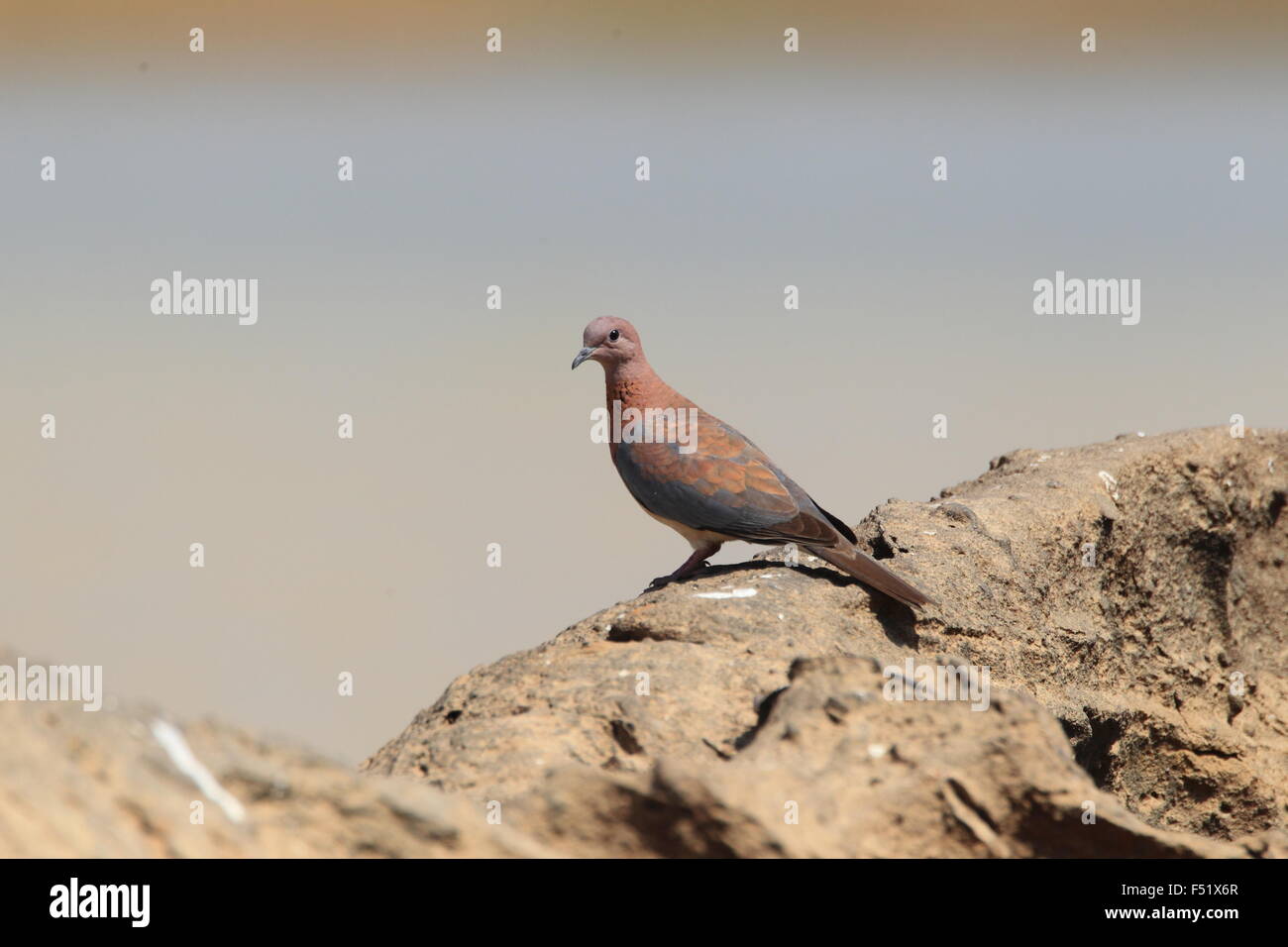 Laughing Dove (Streptopelia senegalensis) au Ghana Banque D'Images