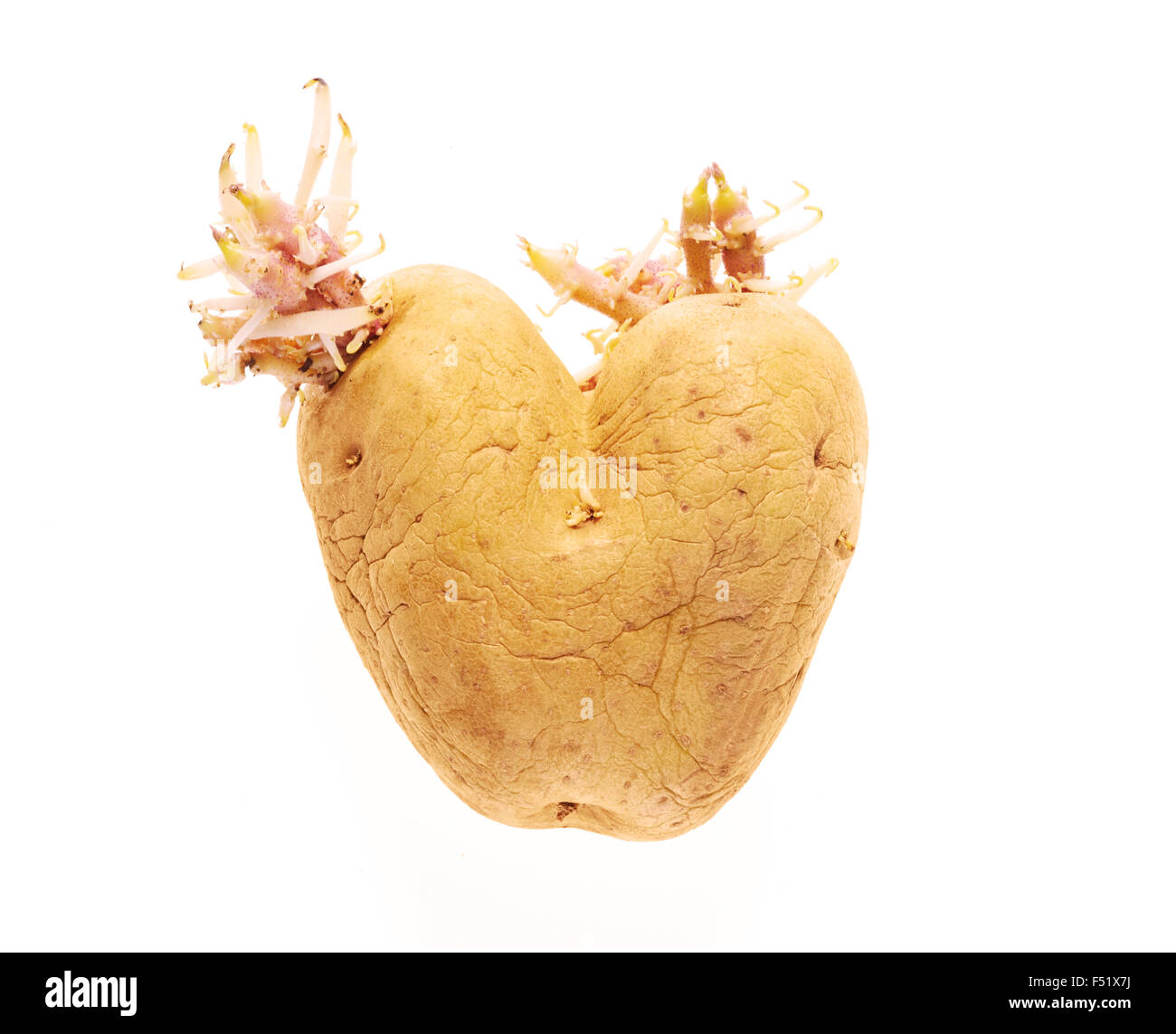 La pomme de terre en forme de cœur avec des shoots sur fond blanc Banque D'Images