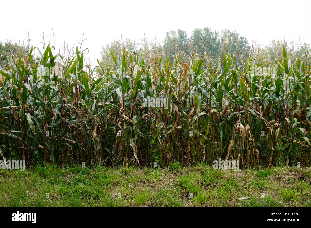 Les plants de maïs, de maïs, de plus en plus ferme. Aux Pays-Bas. Banque D'Images