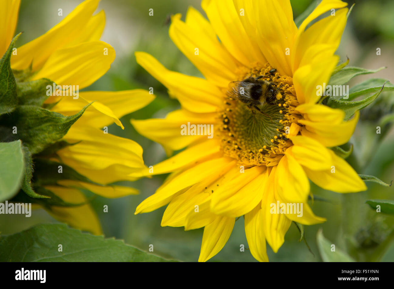 Bee pollen de prendre un tournesol Banque D'Images