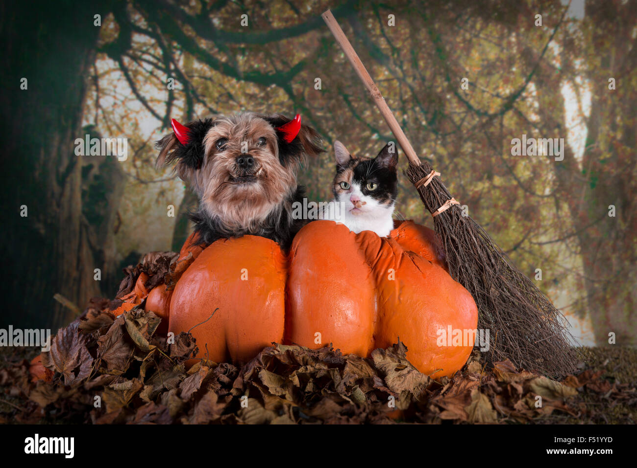 Image d'un Halloween Cute yorkshire terrier avec des cornes dans une citrouille avec une écaille de cat pour l'entreprise Banque D'Images