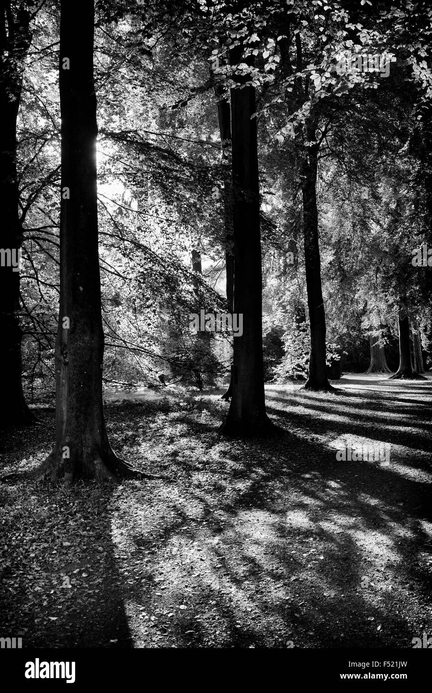 Les ombres des arbres forestiers. UK. Le noir et blanc Banque D'Images