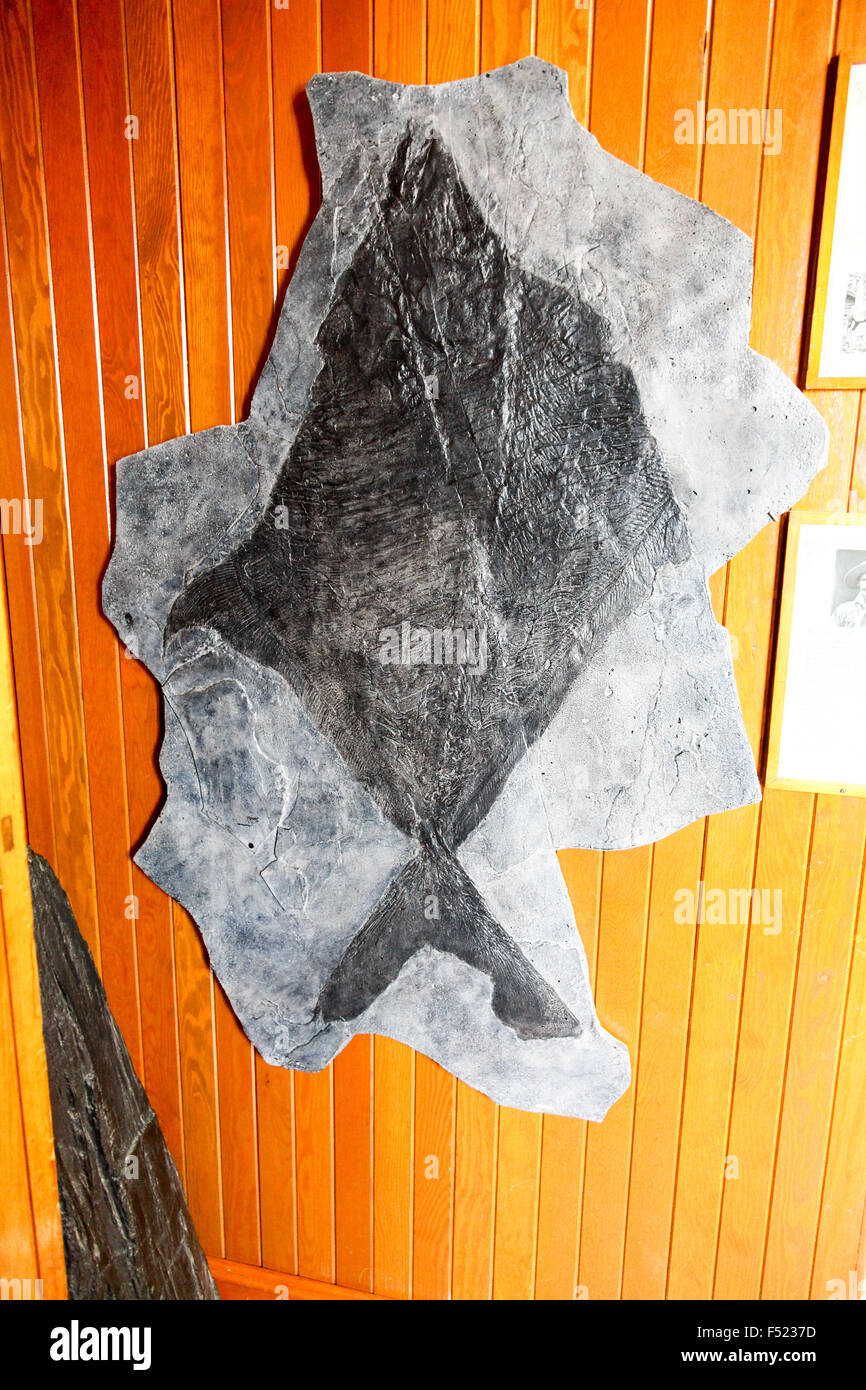 Un poisson fossilisé dans Banff Park Museum National Historic Site Banff, Alberta, Canada Banque D'Images