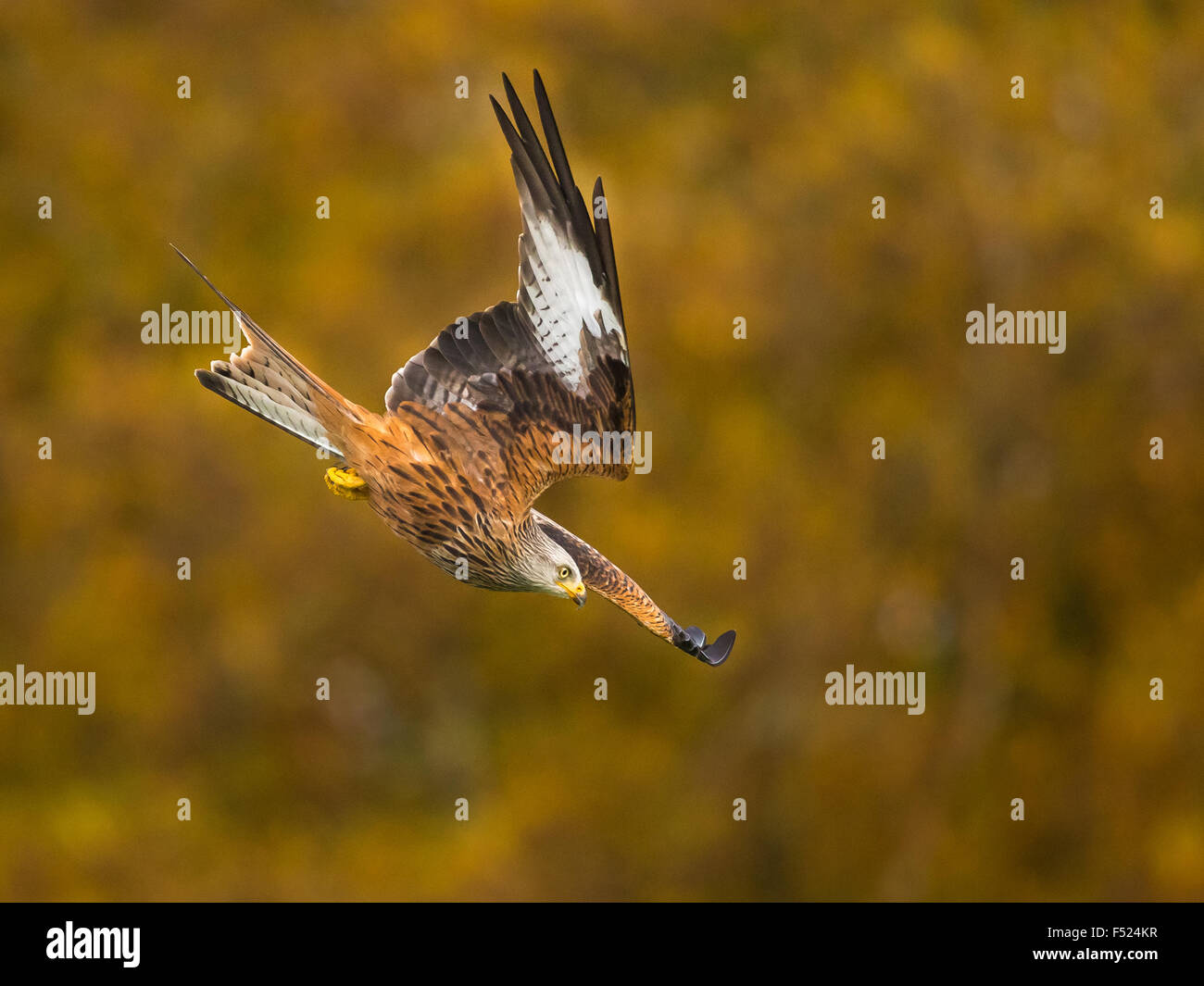 Le Milan royal (Milvus milvus) se transforme en une plongée vers le bas contre un arbre d'automne en arrière-plan Powys, Pays de Galles. Banque D'Images