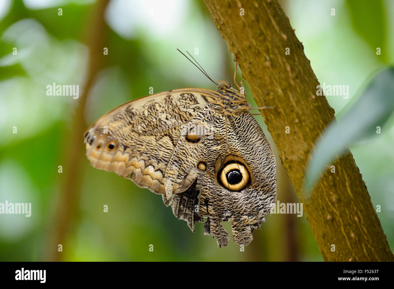 Le géant de la forêt, Chouette Caligo eurilochus, tronc, assis, sur le côté, Banque D'Images
