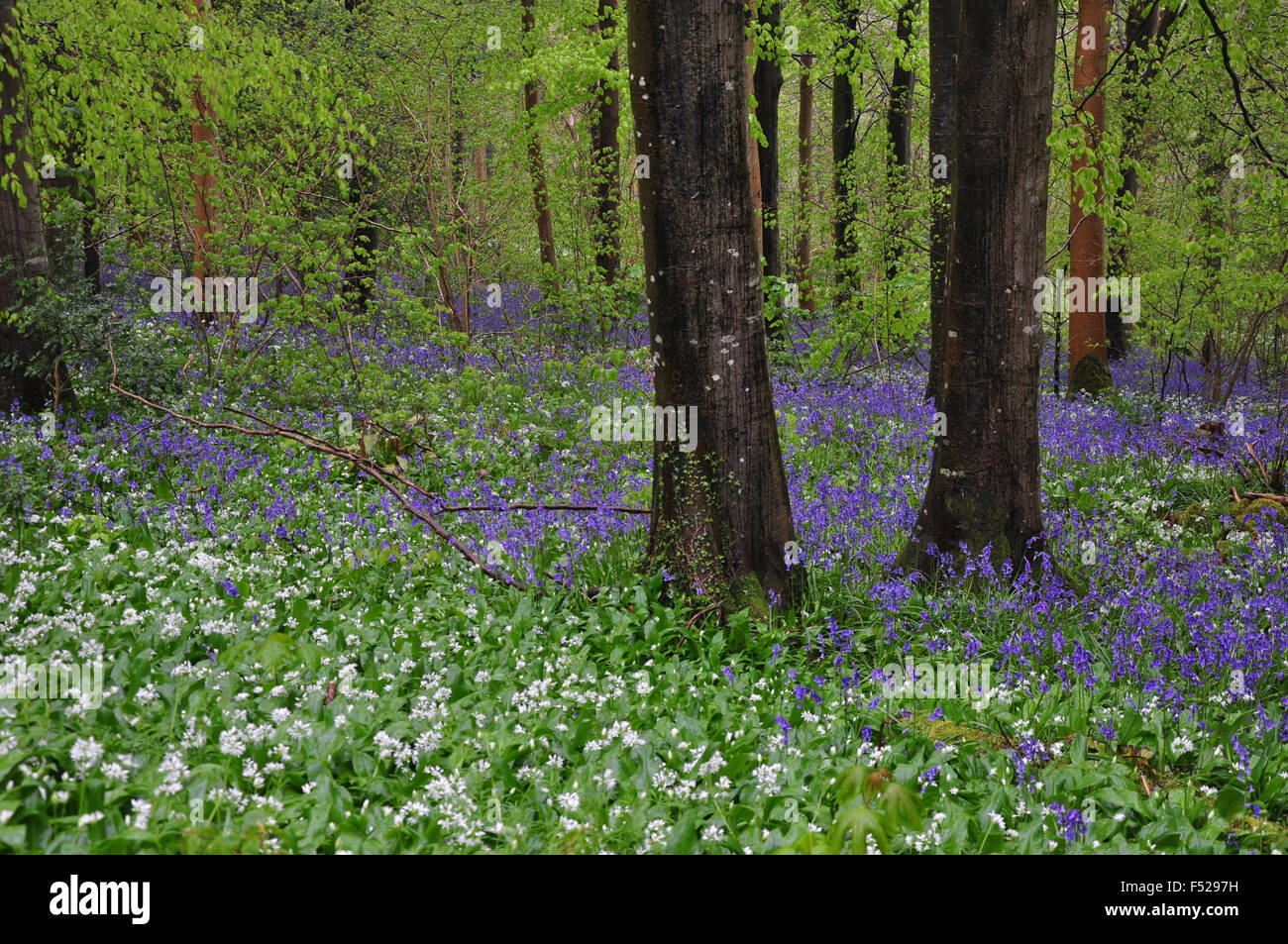 Jacinthes des bois, Delcombe, Dorset UK Banque D'Images