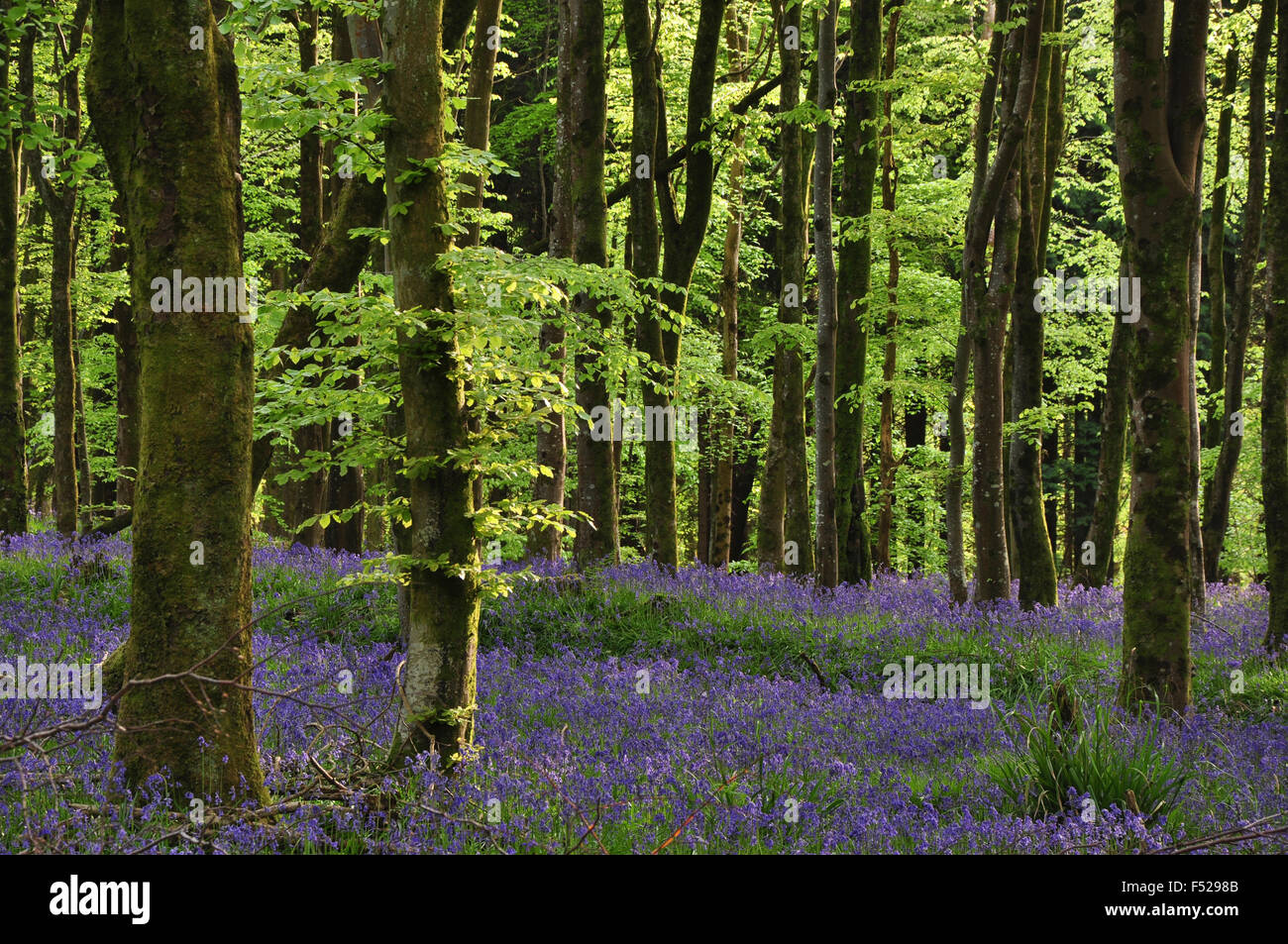 Jacinthes des bois, Delcombe, Dorset UK Banque D'Images