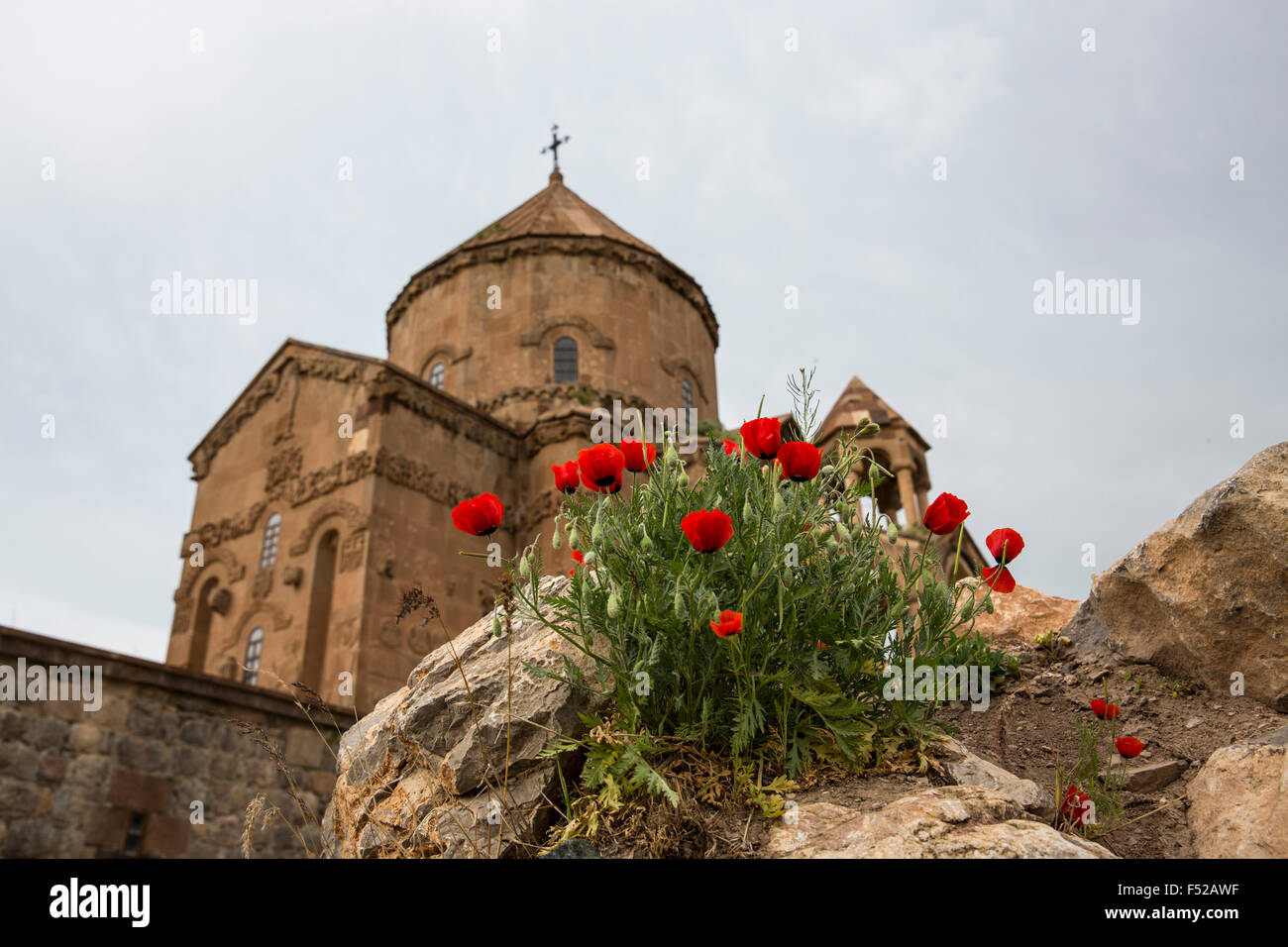 Fleurs de pavot en face de la cathédrale arménienne de la Sainte Croix, l'île Akdamar, Lac de Van, l'Anatolie orientale, la Turquie, Banque D'Images