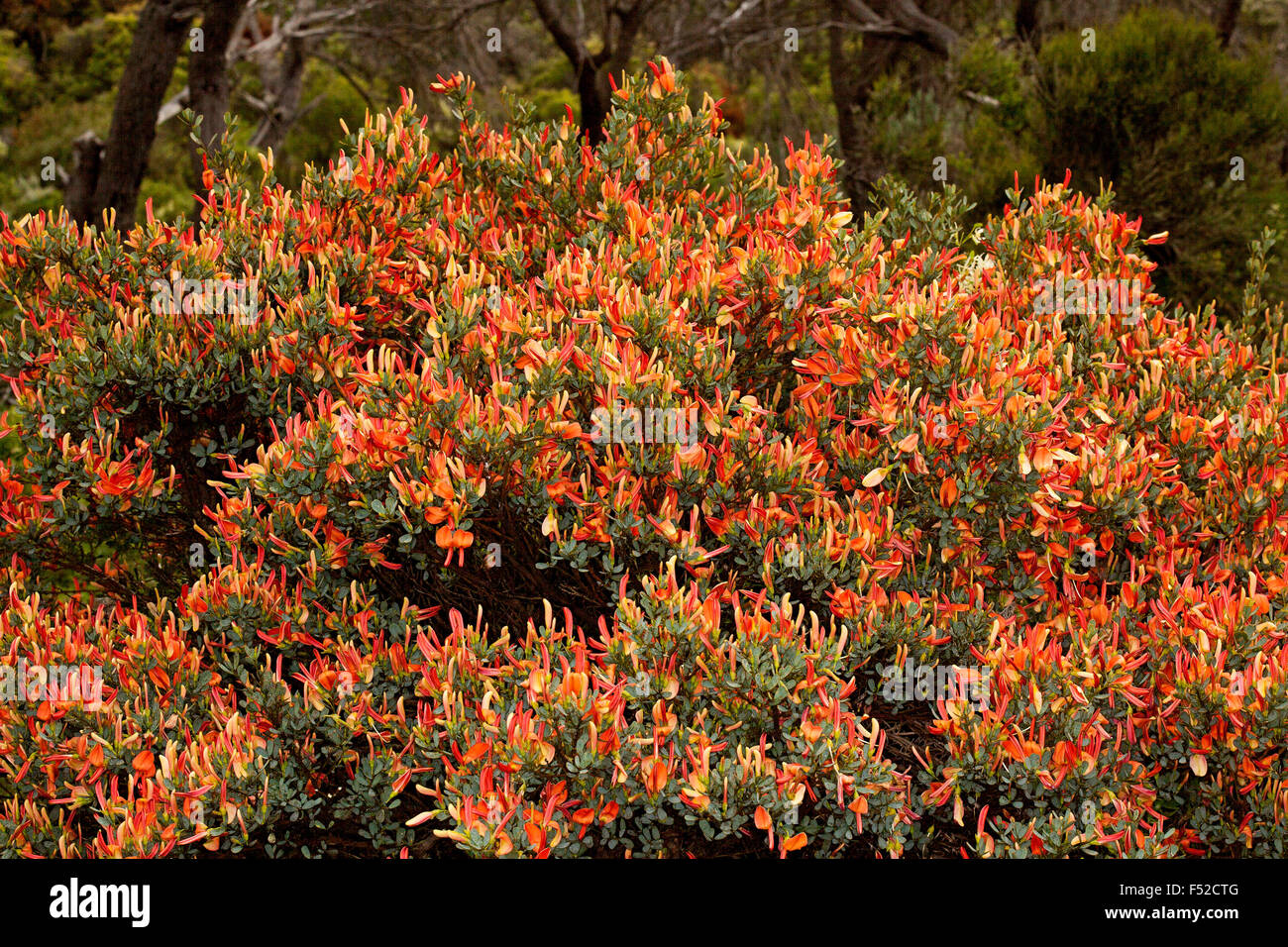Masse de fleurs rouge / orange vif de Templetonia retusa, arrogant, langue de plus en plus de petits arbustes sur la péninsule de Yorke, Australie du Sud Banque D'Images