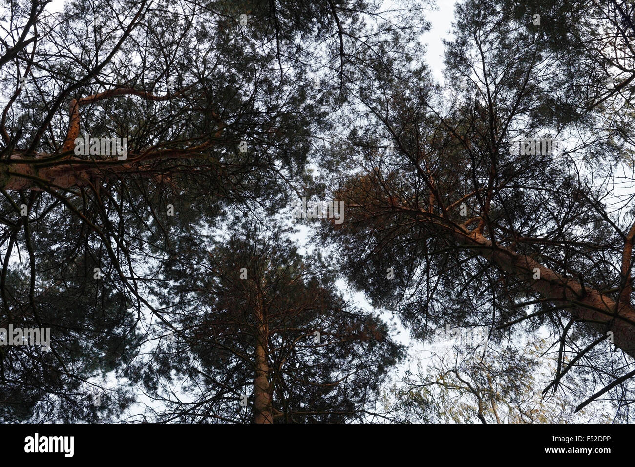 Branches de sapins à la recherche vers le haut Banque D'Images