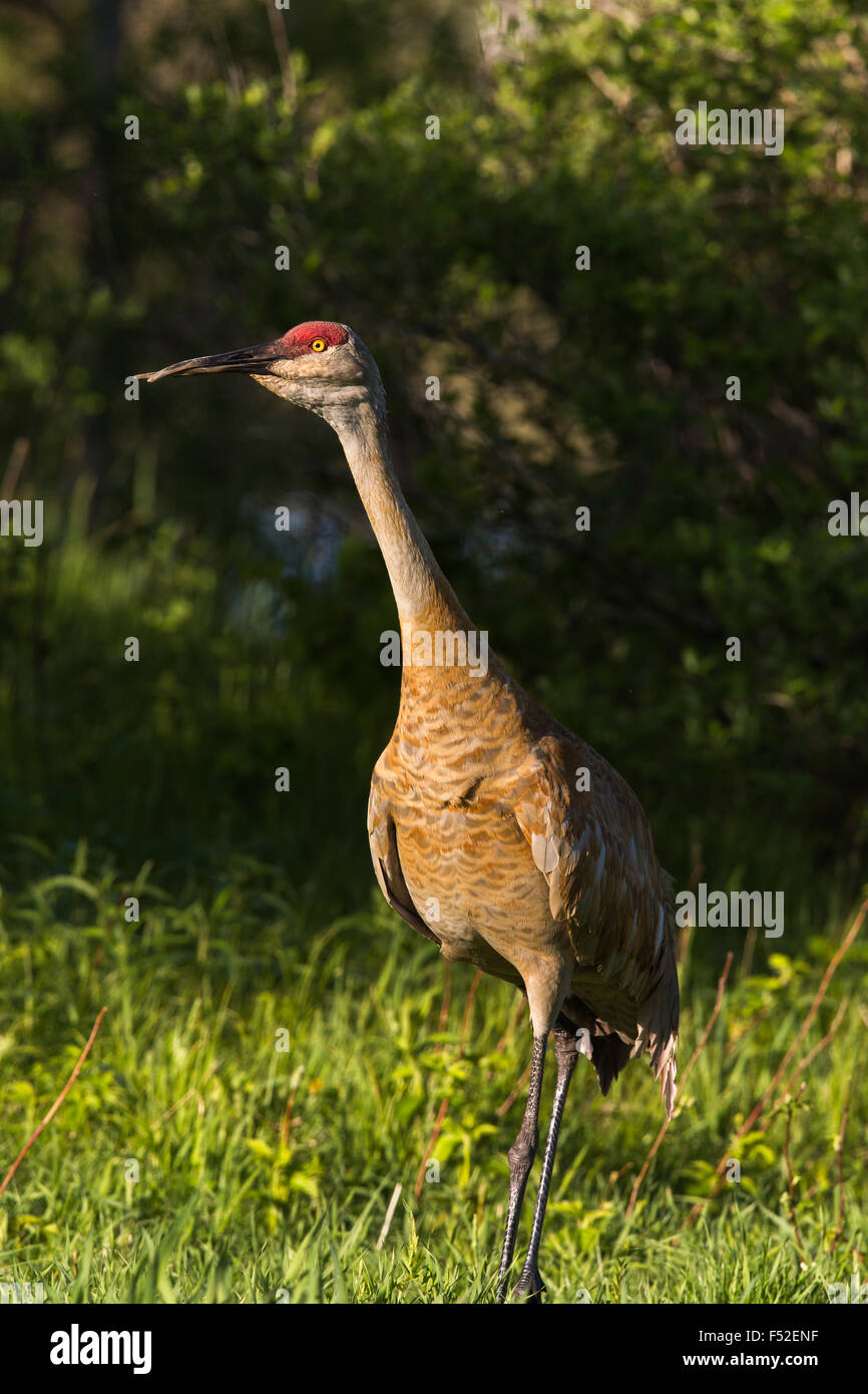 Grue du Canada Banque D'Images