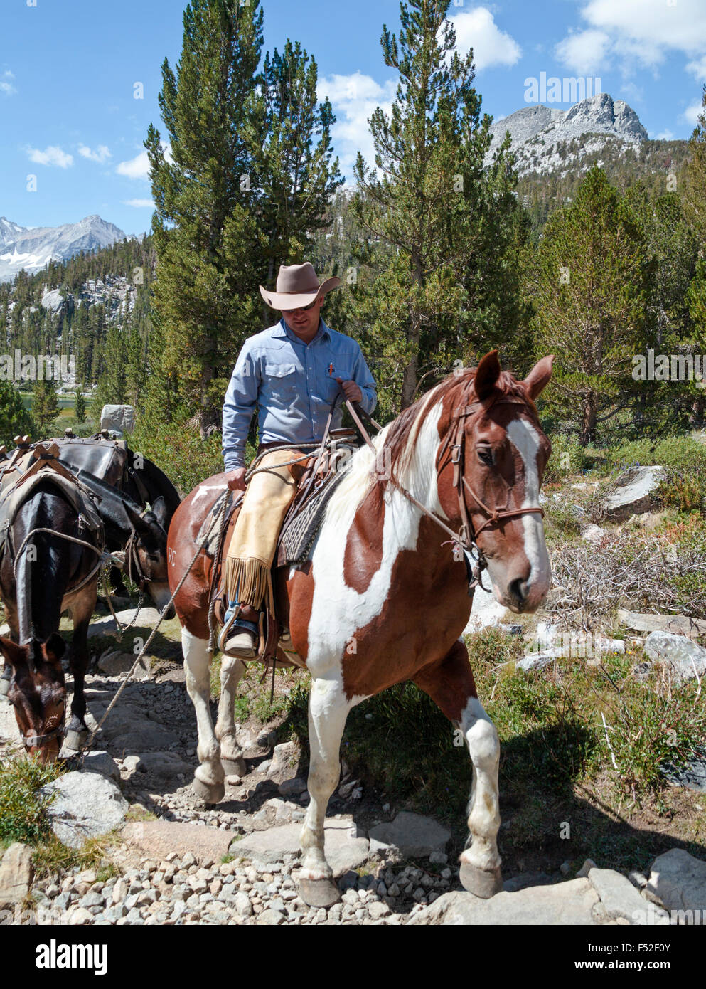 Coureur de Rock Creek Pack Station mène mules en petits lacs dans la vallée de Rock Creek Canyon en Californie du Nord Banque D'Images