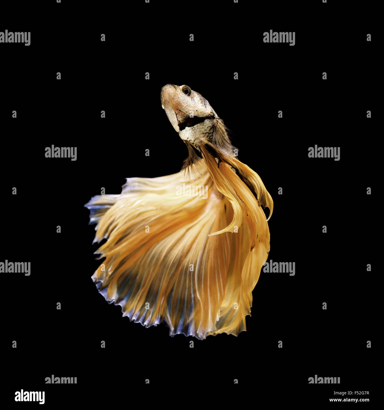 Betta poisson, poissons de combat siamois isolé sur fond noir Banque D'Images