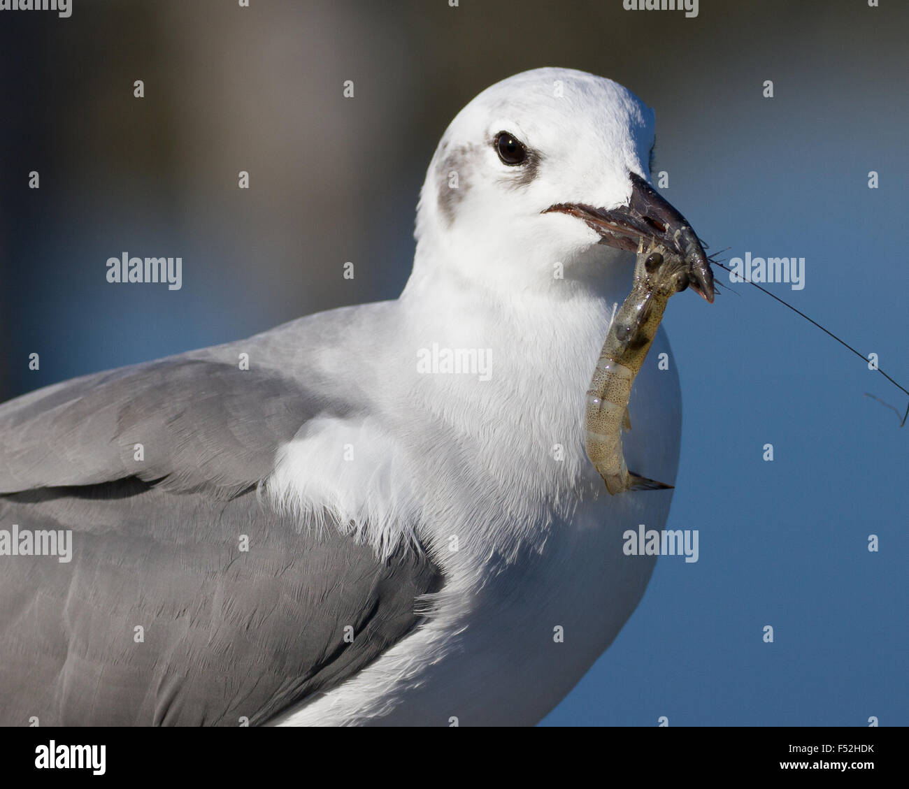 Une mouette de rire sur un festin de crevettes fraîches Banque D'Images