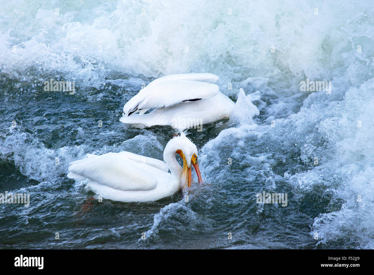 Pélicans blancs (Pelecanus erythrorhynchos) la pêche en aval du barrage sur la rivière Saskatchewan Banque D'Images
