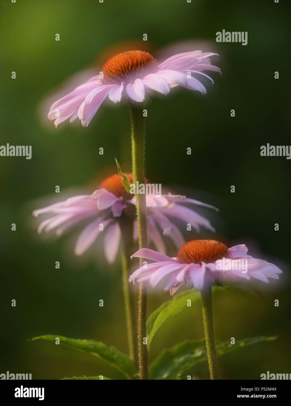 PurReinea Magenta chapeau, l'échinacée, les fleurs, jardin plant, close-up, Banque D'Images