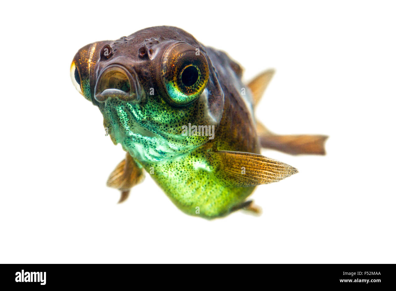 Poisson Rouge télescope Fry Banque D'Images