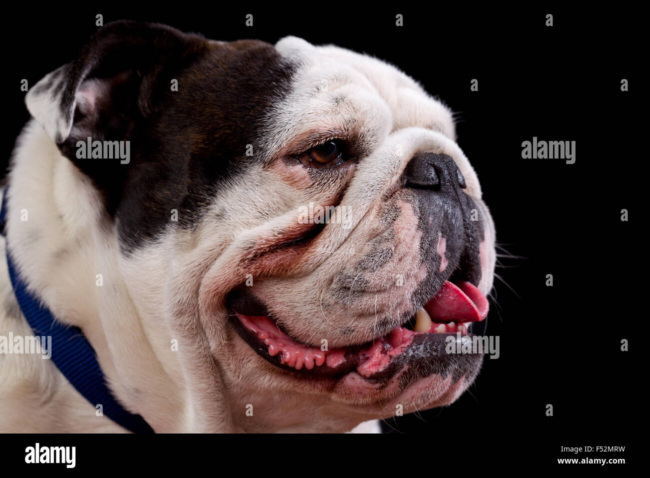 Bulldog Mug Shot Banque D'Images