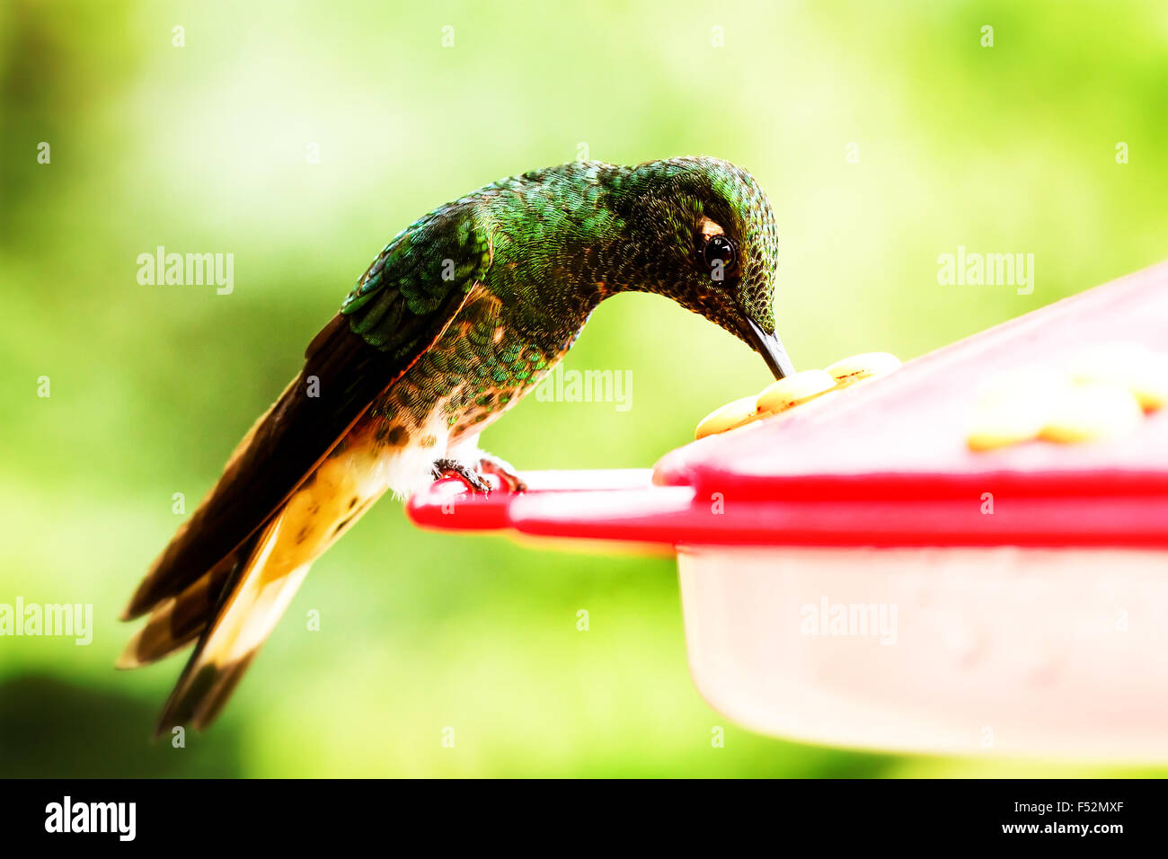 Très petit collier Colibri en vol Inca tourné en forêt tropicale équatorienne Banque D'Images