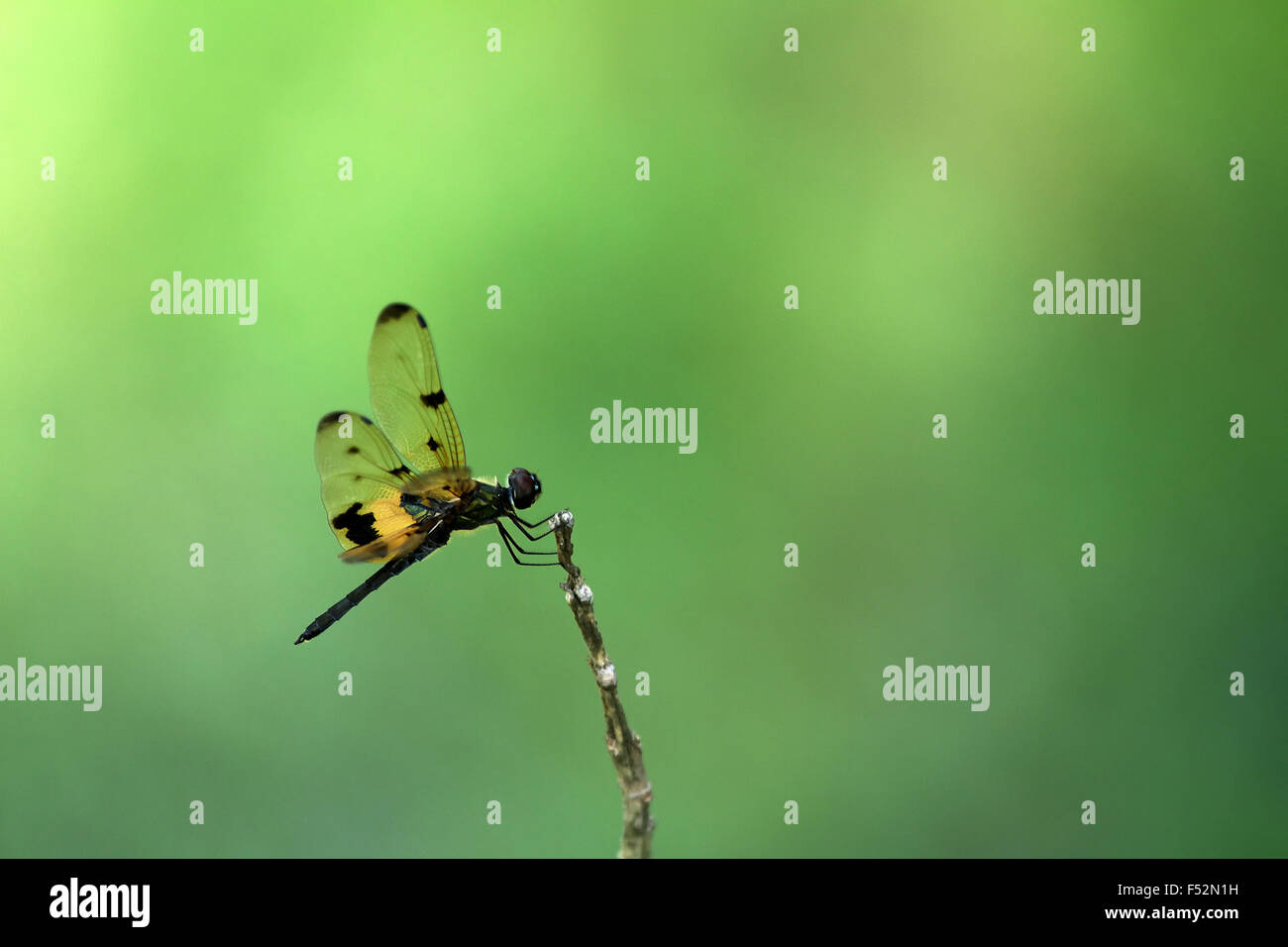 Rhyothemis variegata, commun Photo aile ou Flutterer bigarrée, est noir et jaune dragonfly on twig Banque D'Images
